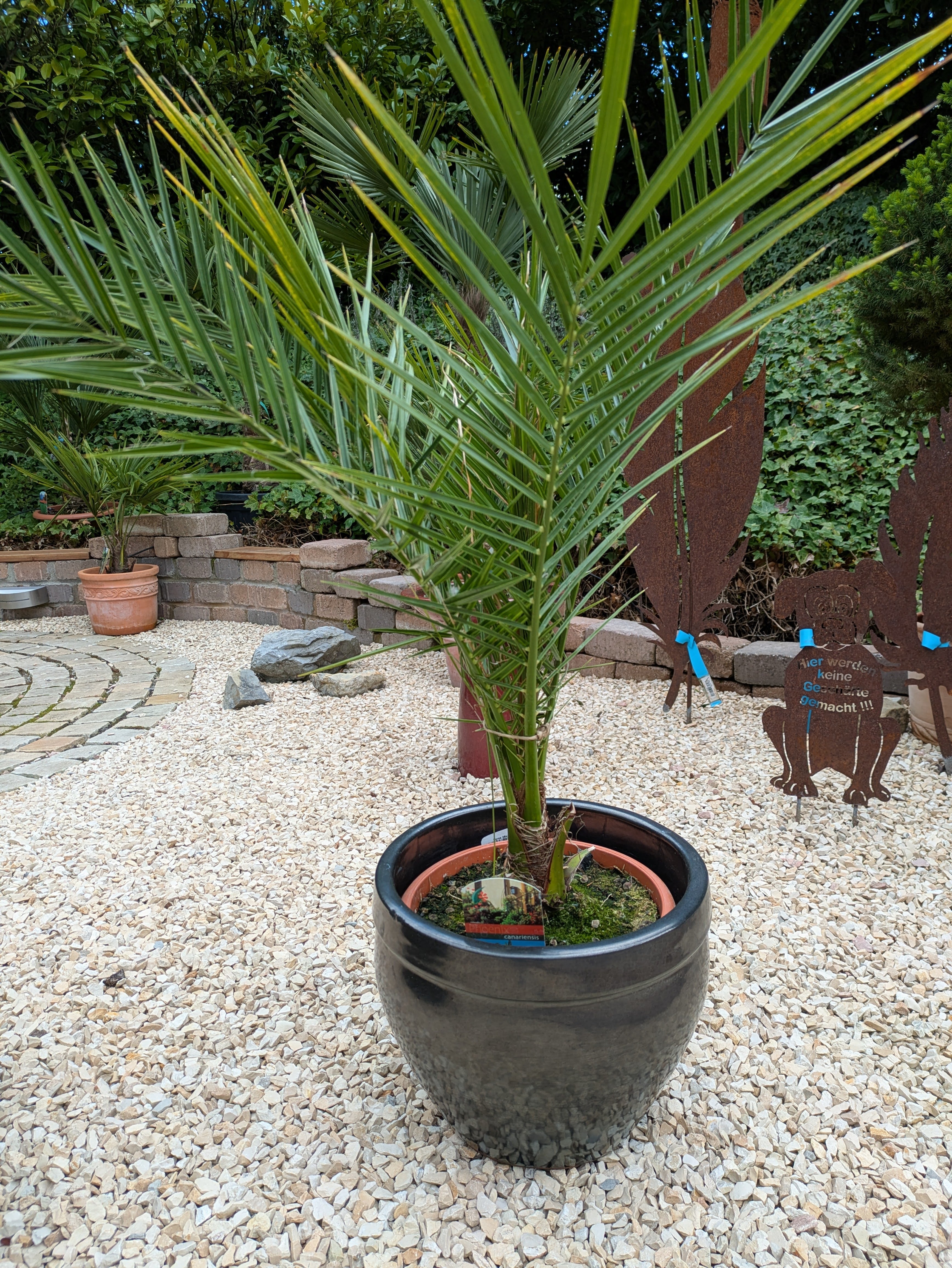 Phoenix canariensis 100cm höhe
