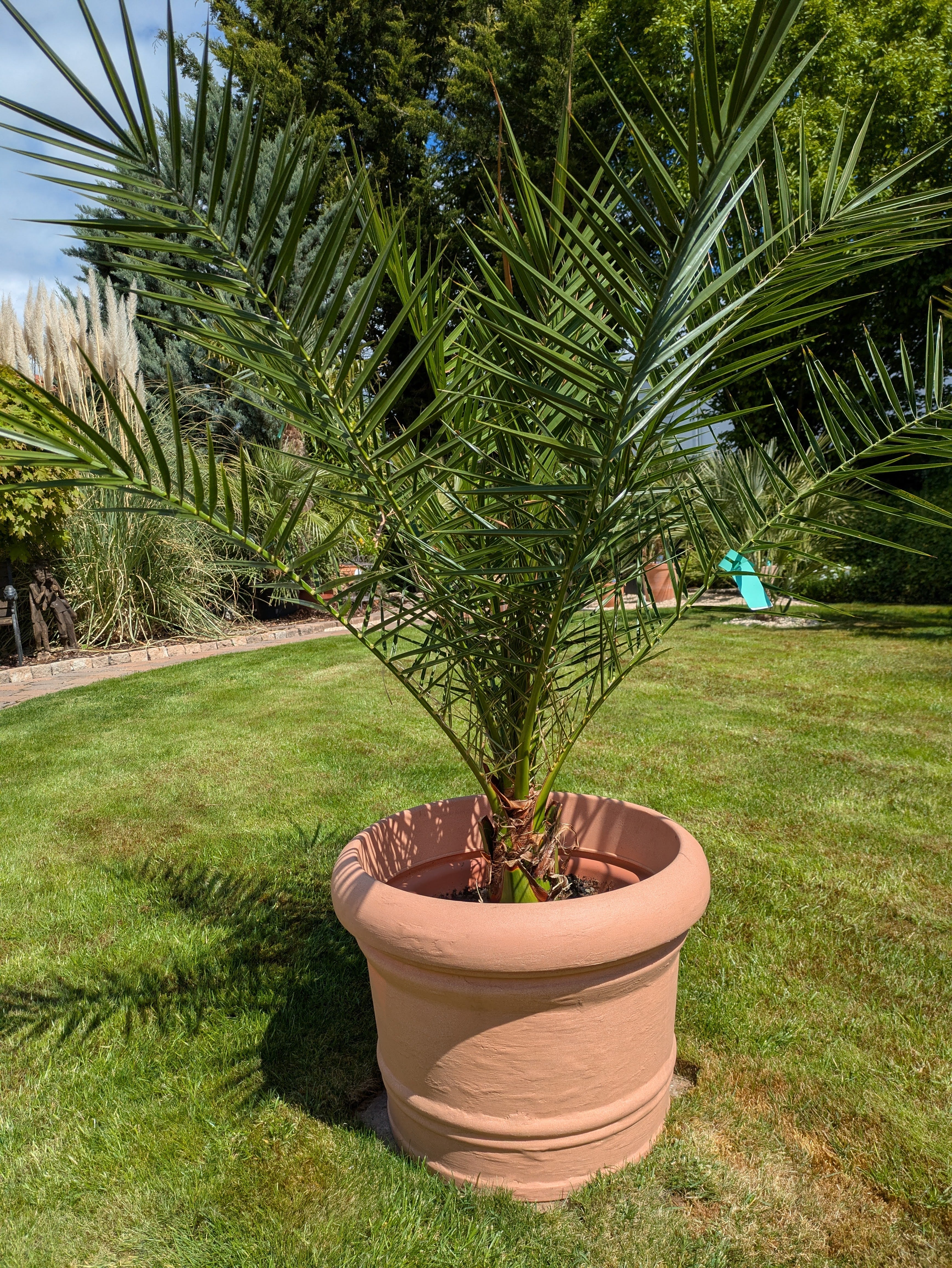 kanarische Dattelpalme 130cm höhe im Toskanagarten