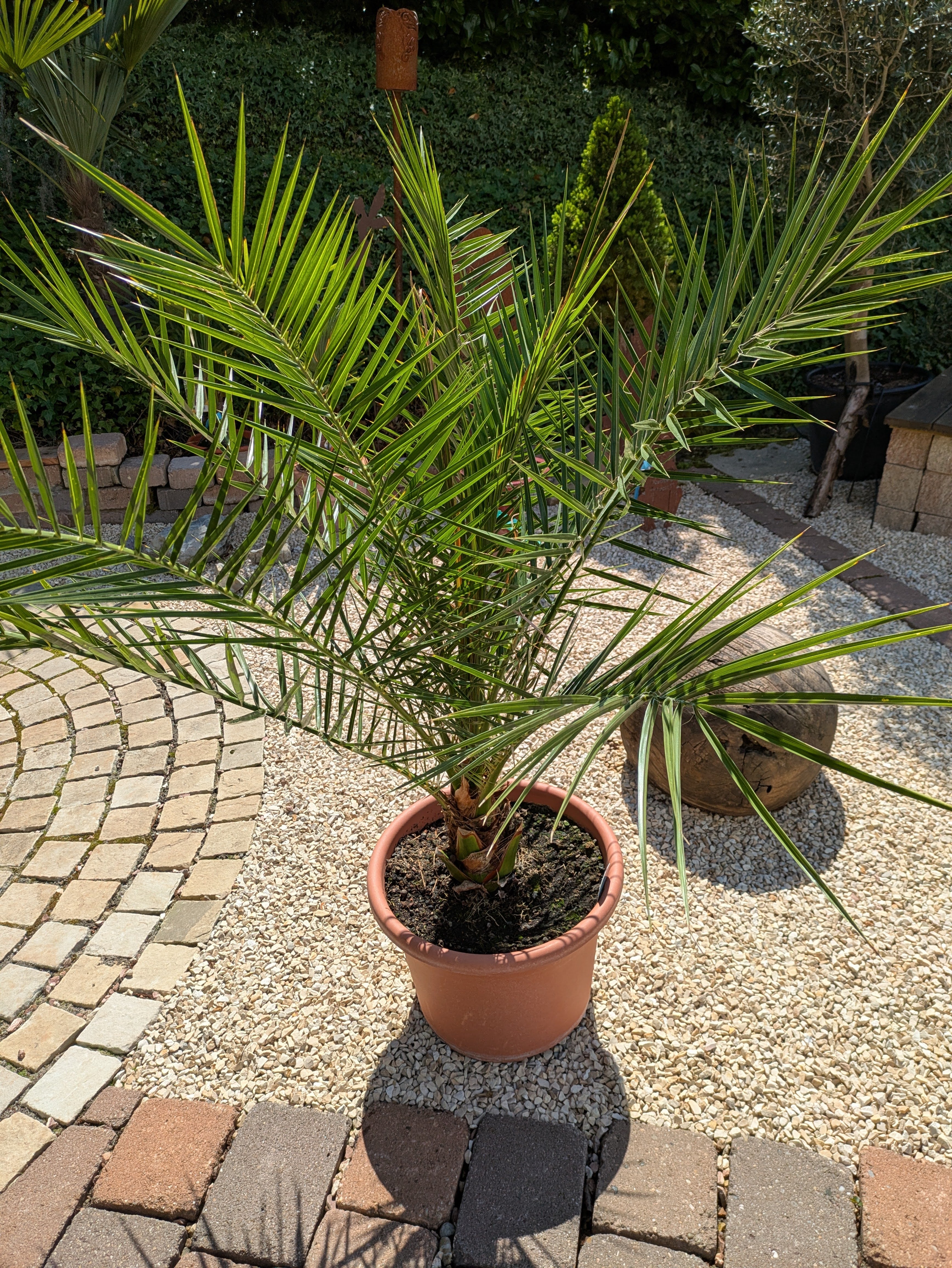 kanarische Dattelpalme 130cm höhe im Schaugarten Lingenfeld