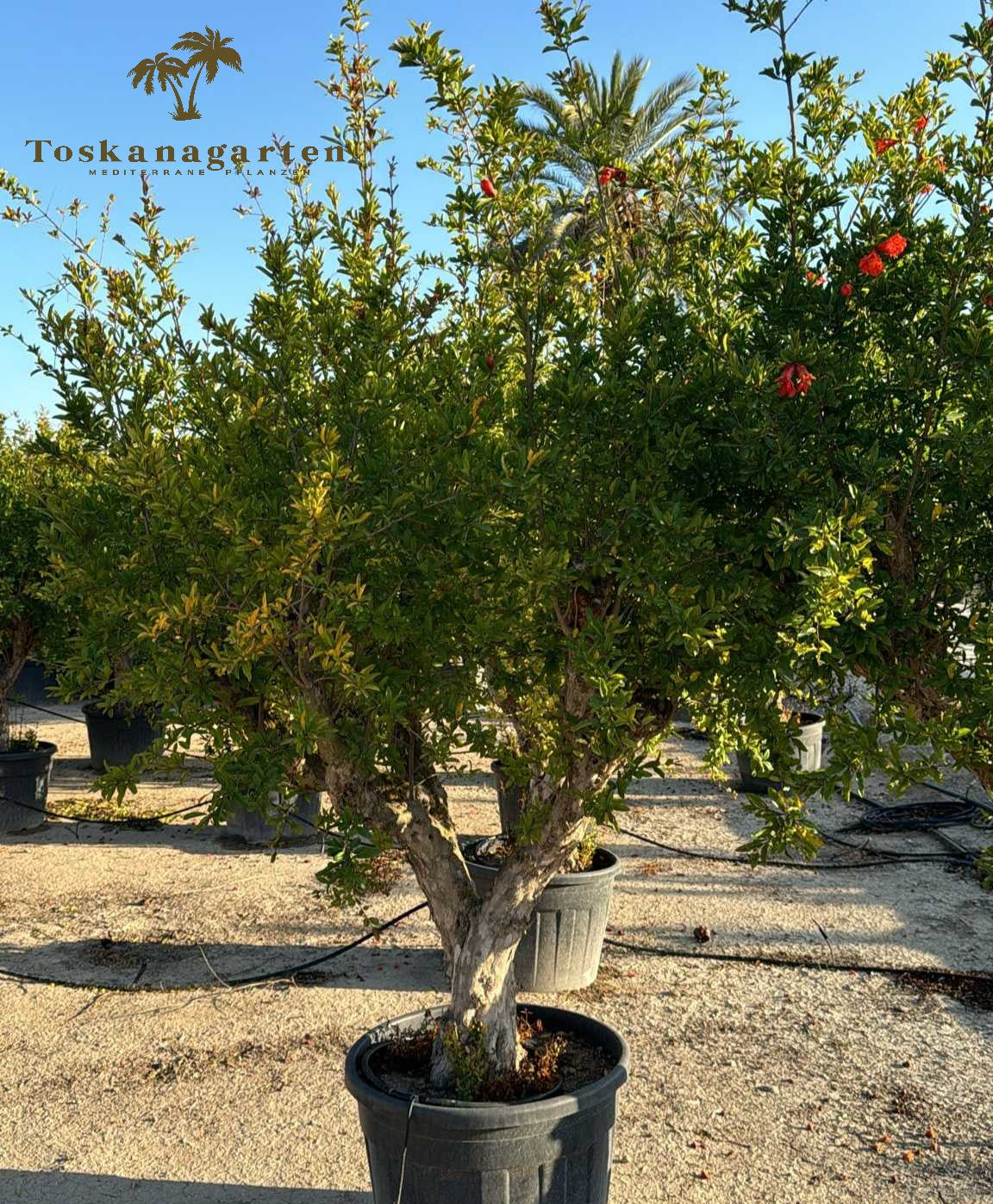 uralter Granatapfelbaum