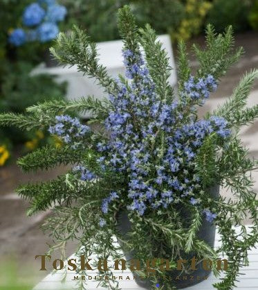 Rosmarinus officinalis Prostratus xxl Pflanze im Toskanagarten Pfalz