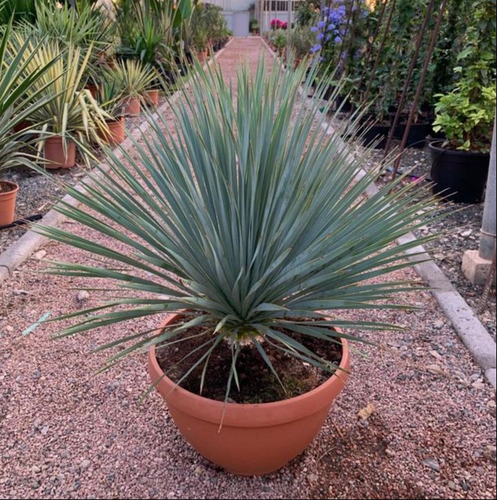 Yucca Rostrata, Blaue Palmlilie , Bowl