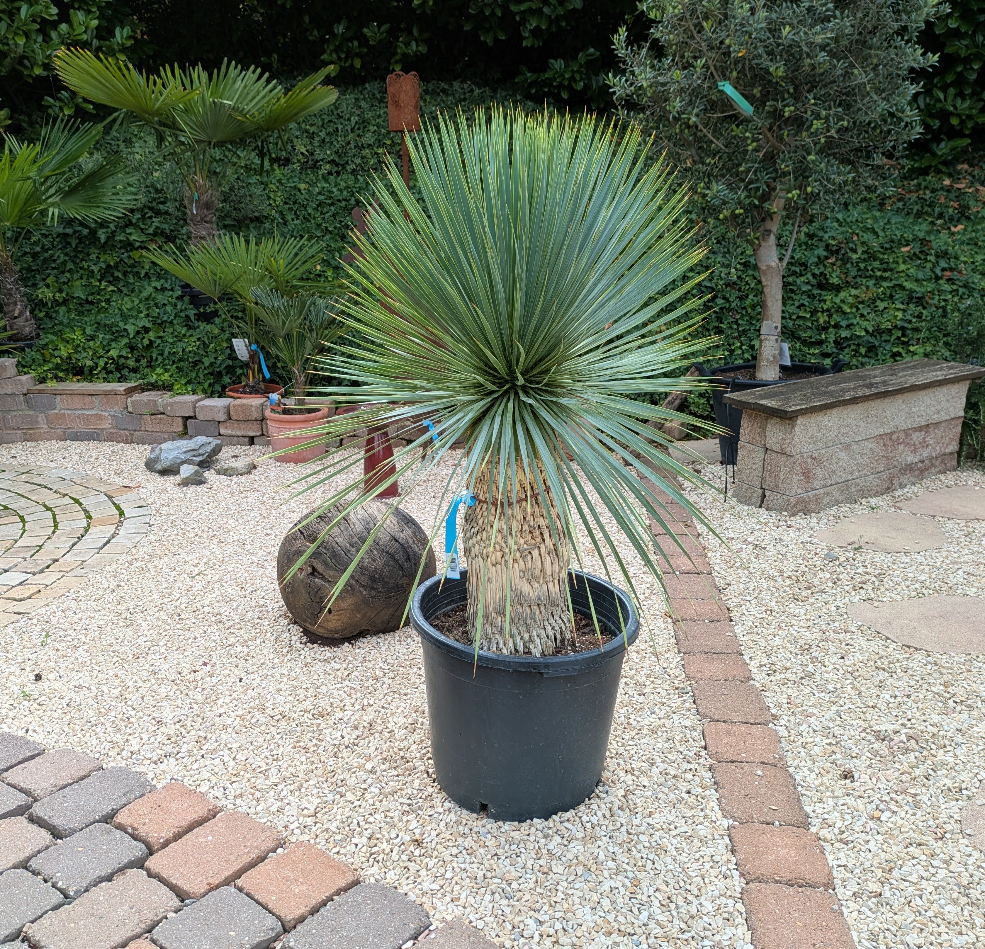 Yucca Rostrata 125cm im Toskanagarten