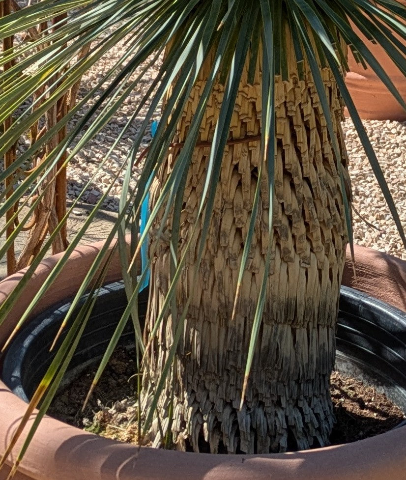 Stamm von Yucca Rostrata 25 Jahre alt