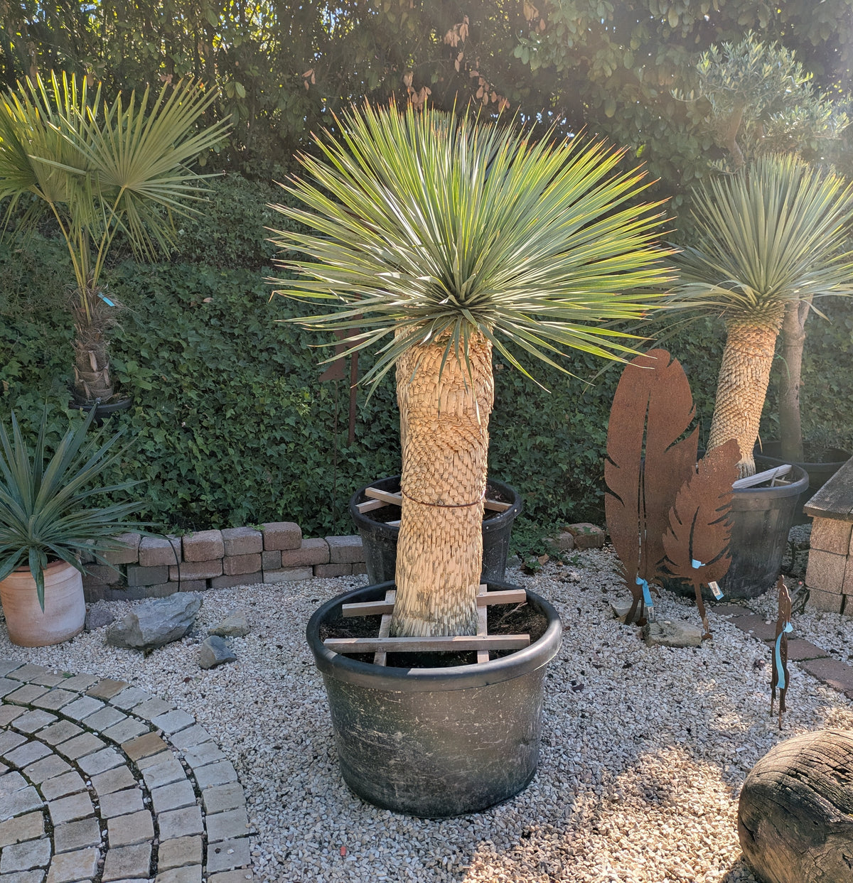 Yucca Rostrata 30 Jahre alt im Toskanagarten