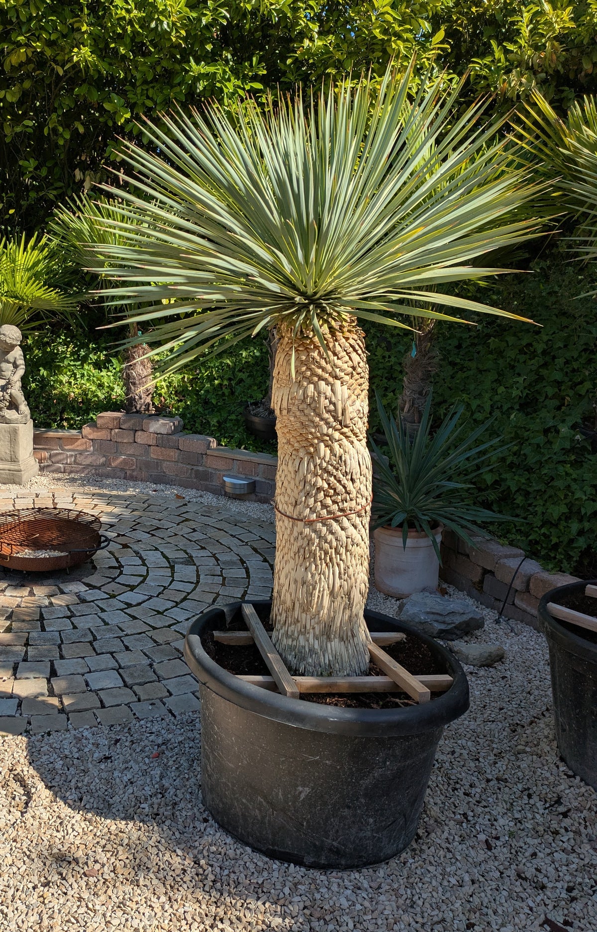 Yucca Rostrata 30 Jahre alt