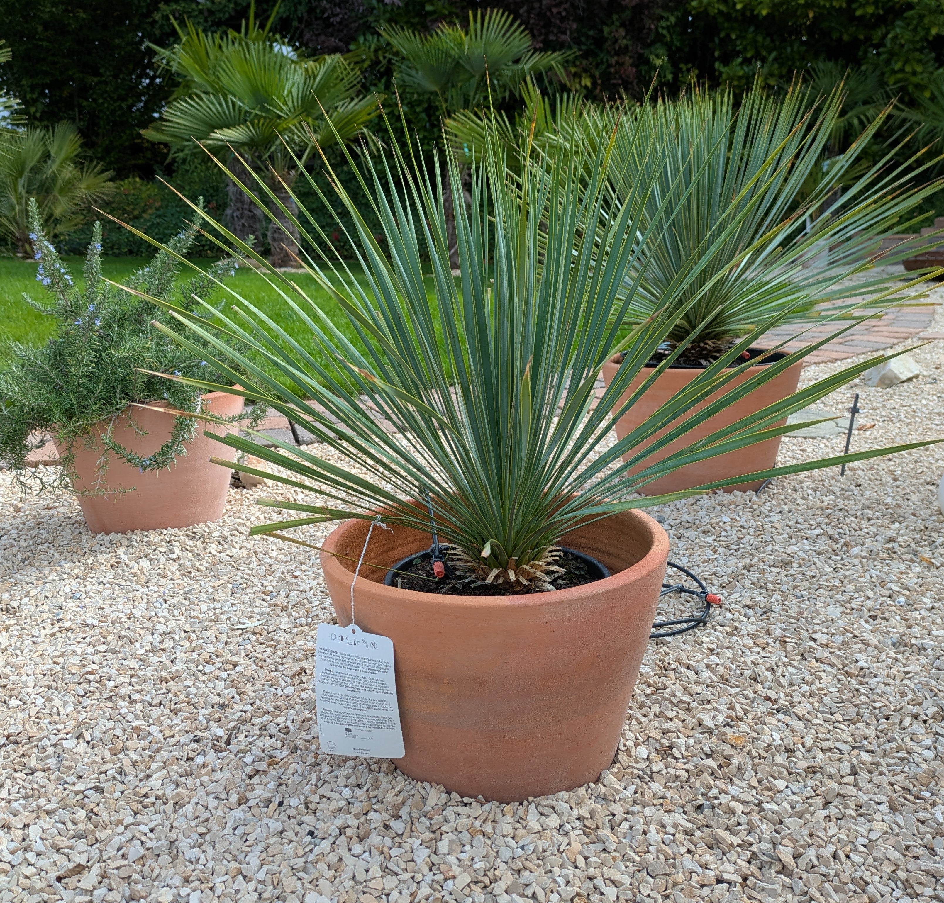 Yucca Rostrata 75 cm im Schaugarten