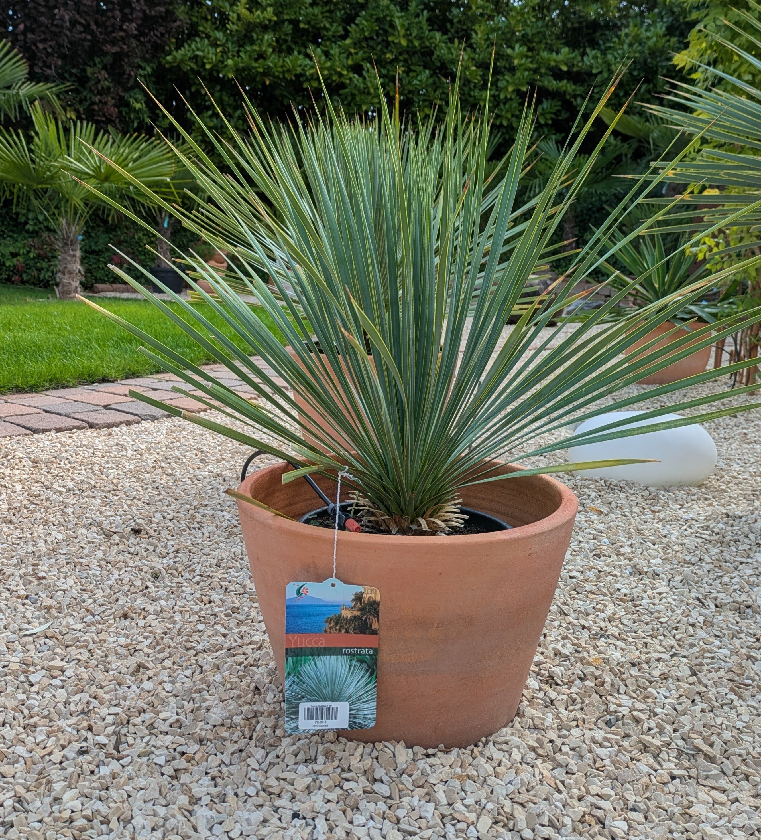 Yucca Rostrata 75 cm im Toskanagarten