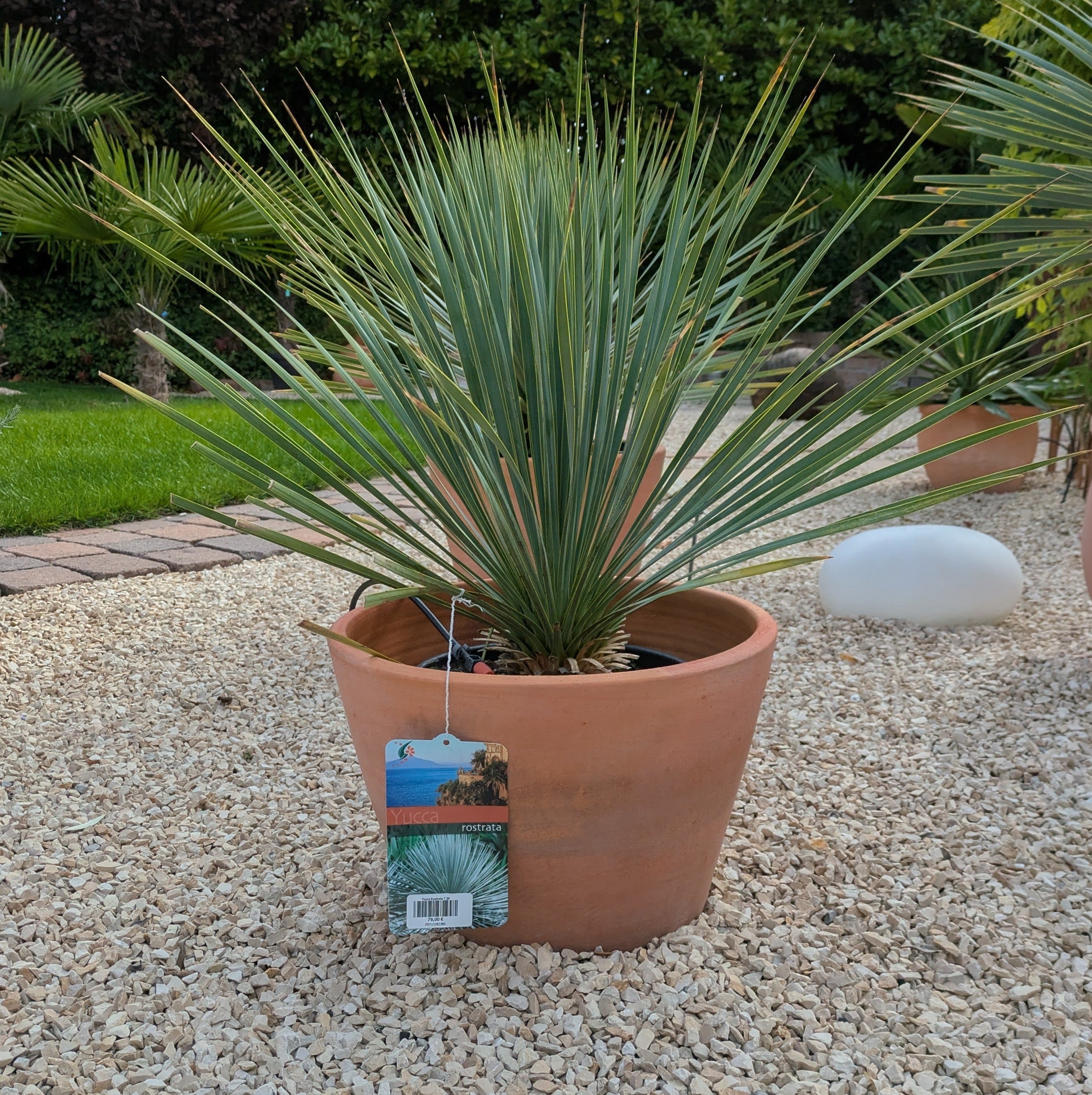 Yucca Rostrata 75 cm