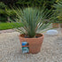 Yucca Rostrata 75 cm