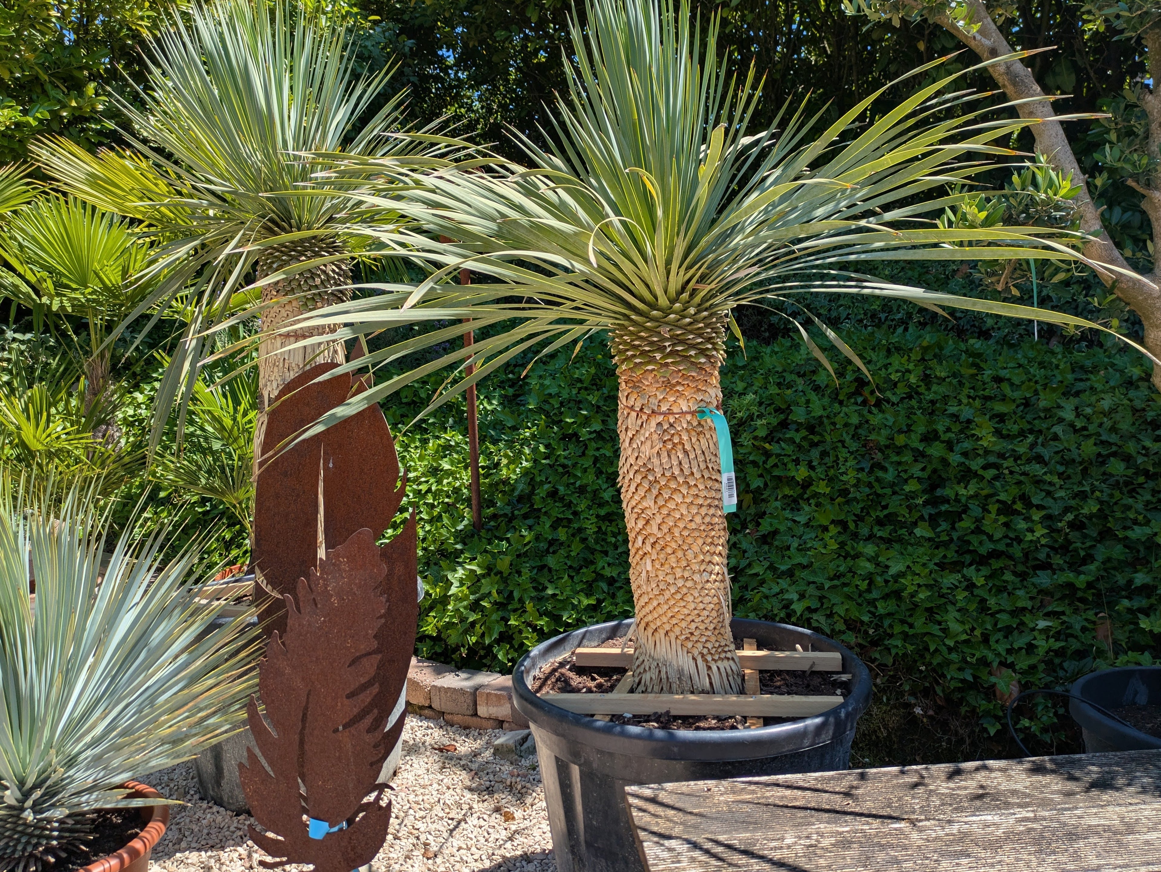 Yucca sostrata 35 Jahre alt in Lingenfed Toskanagarten