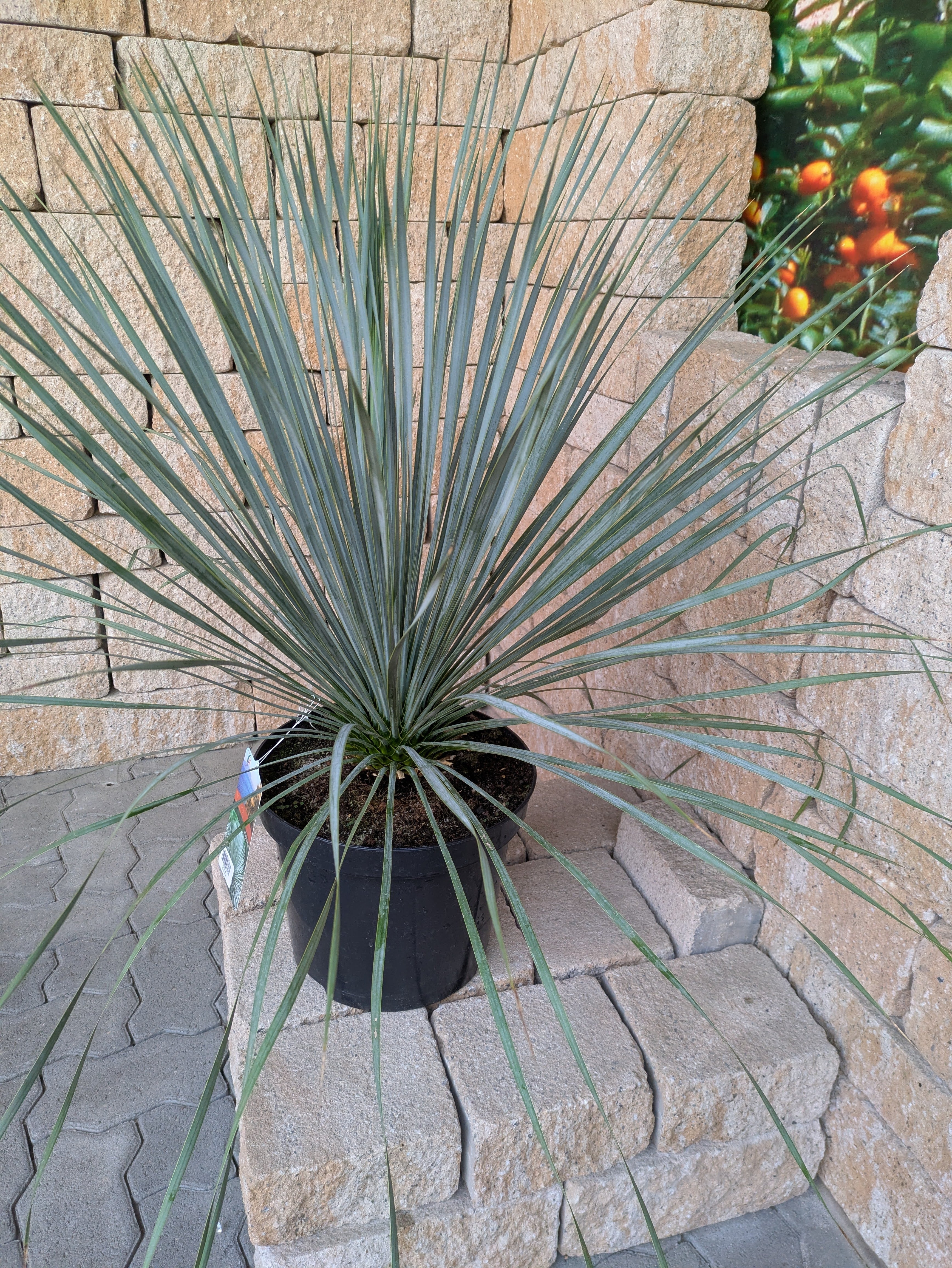 Rostrata_85cm