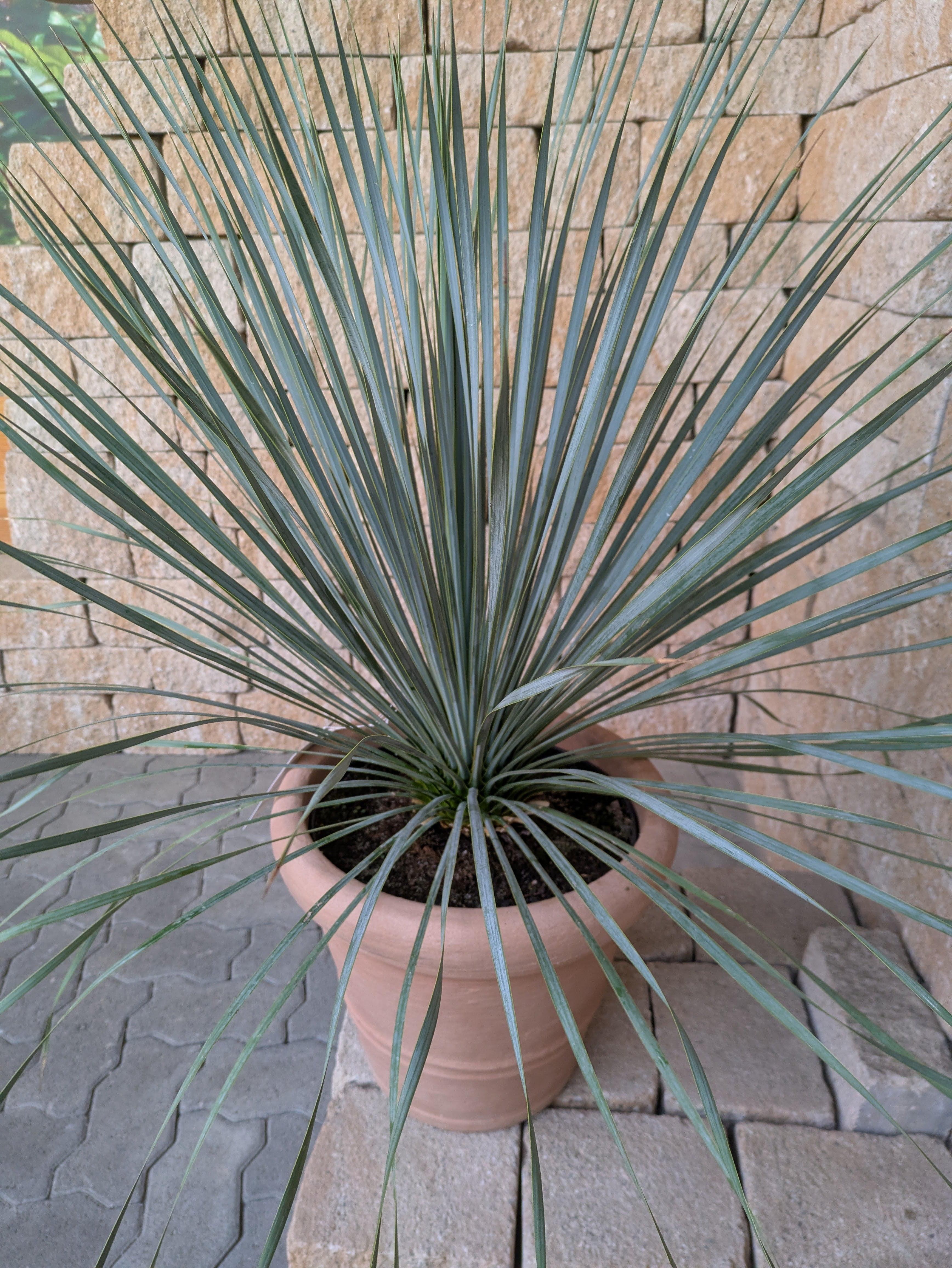 Rostrata_85cm_dekotopf im Toskanagarten