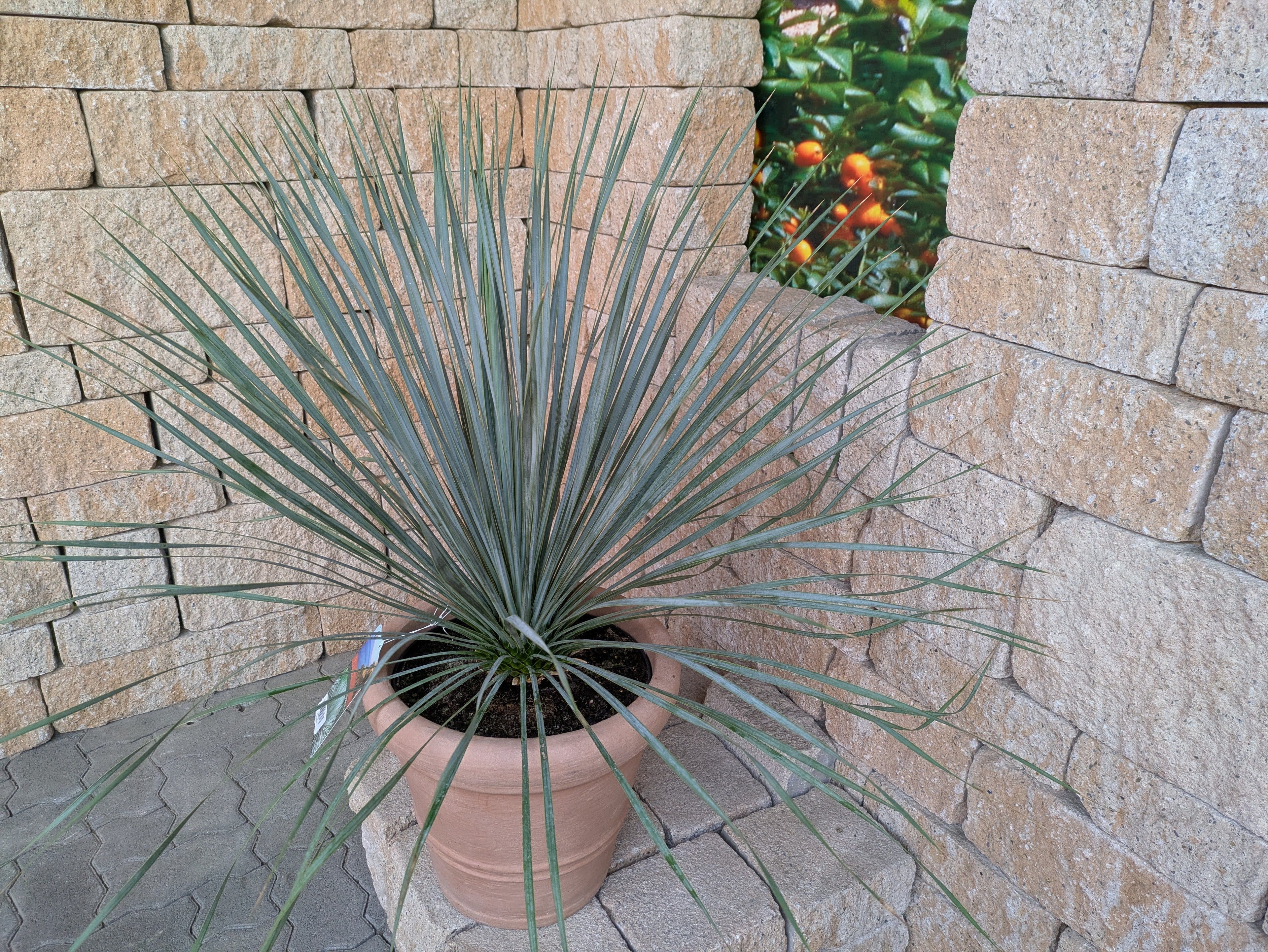 Rostrata_85cm_dekotopf