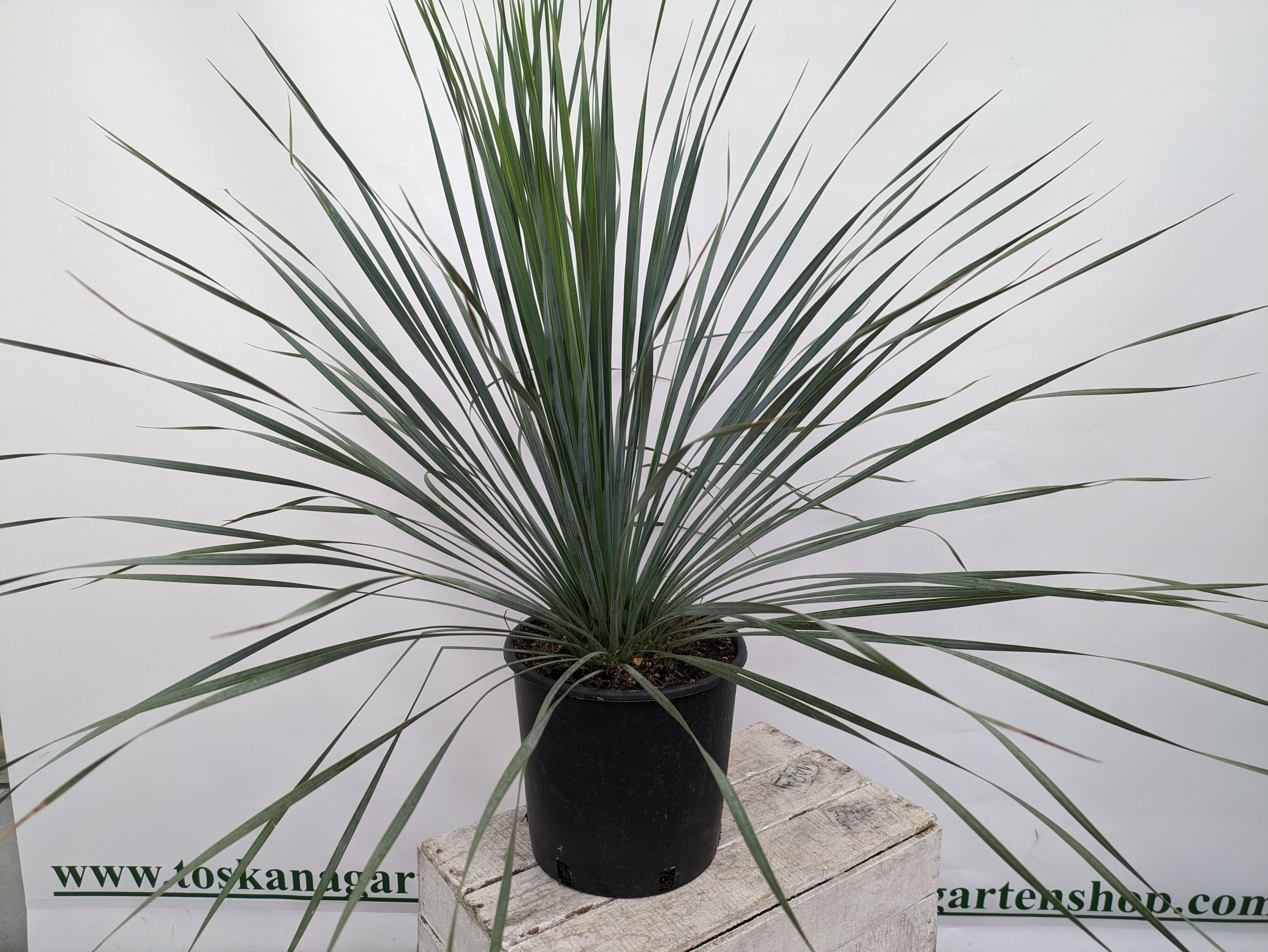 Rostrata 75 cm