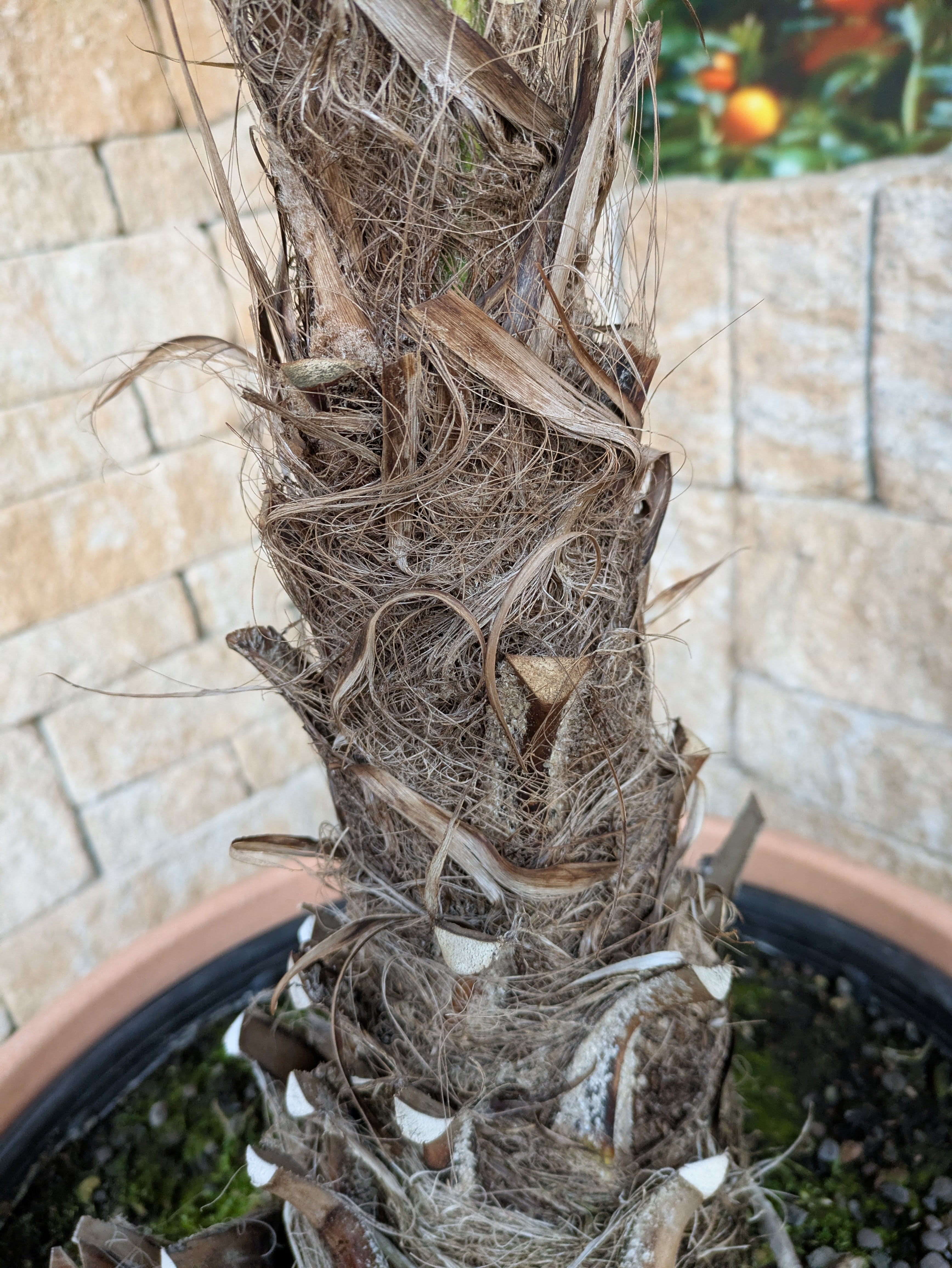 Stamm Trachycarpus 35cm Umfang
