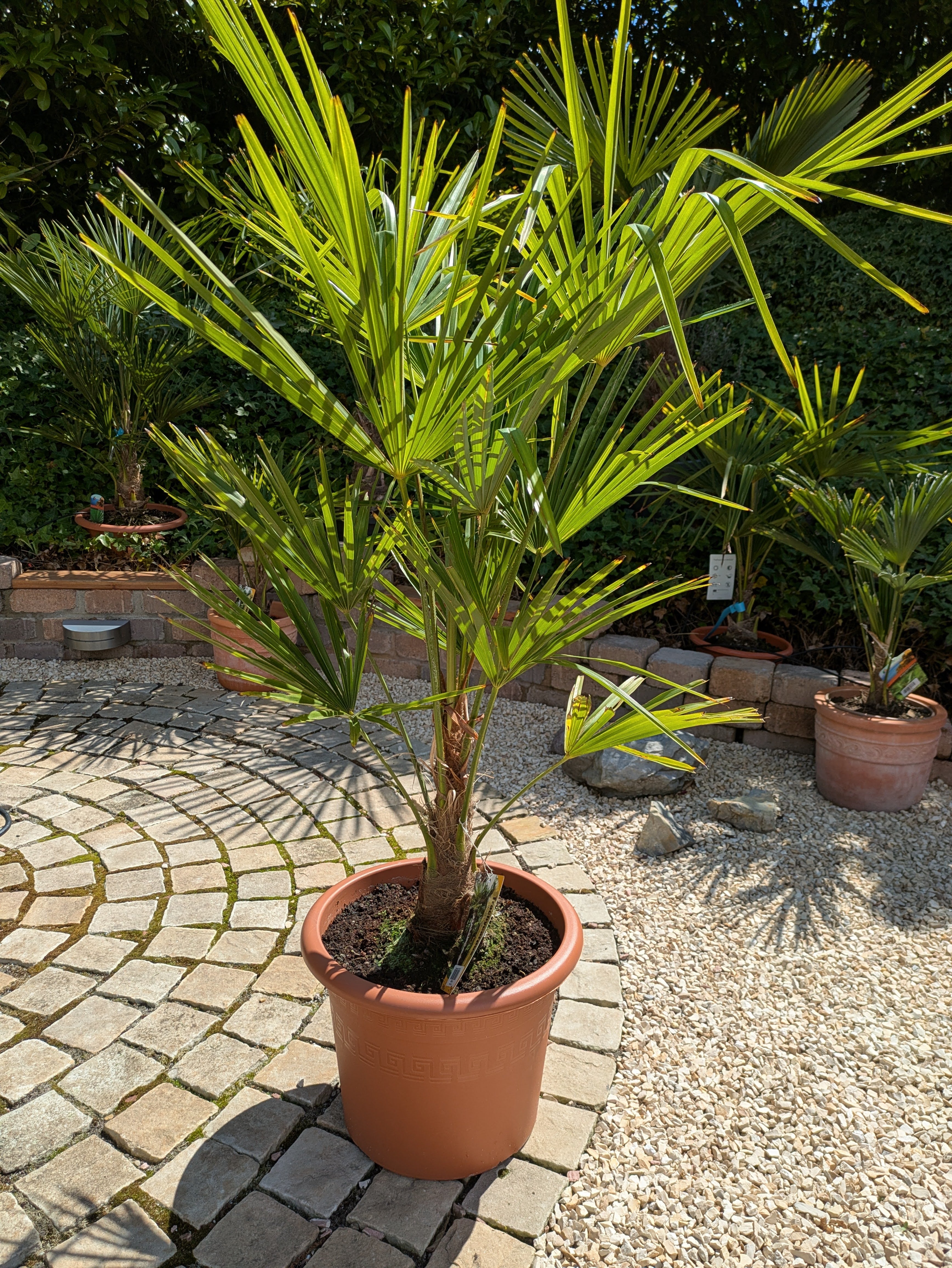 Hanfpalme 130cm höhe