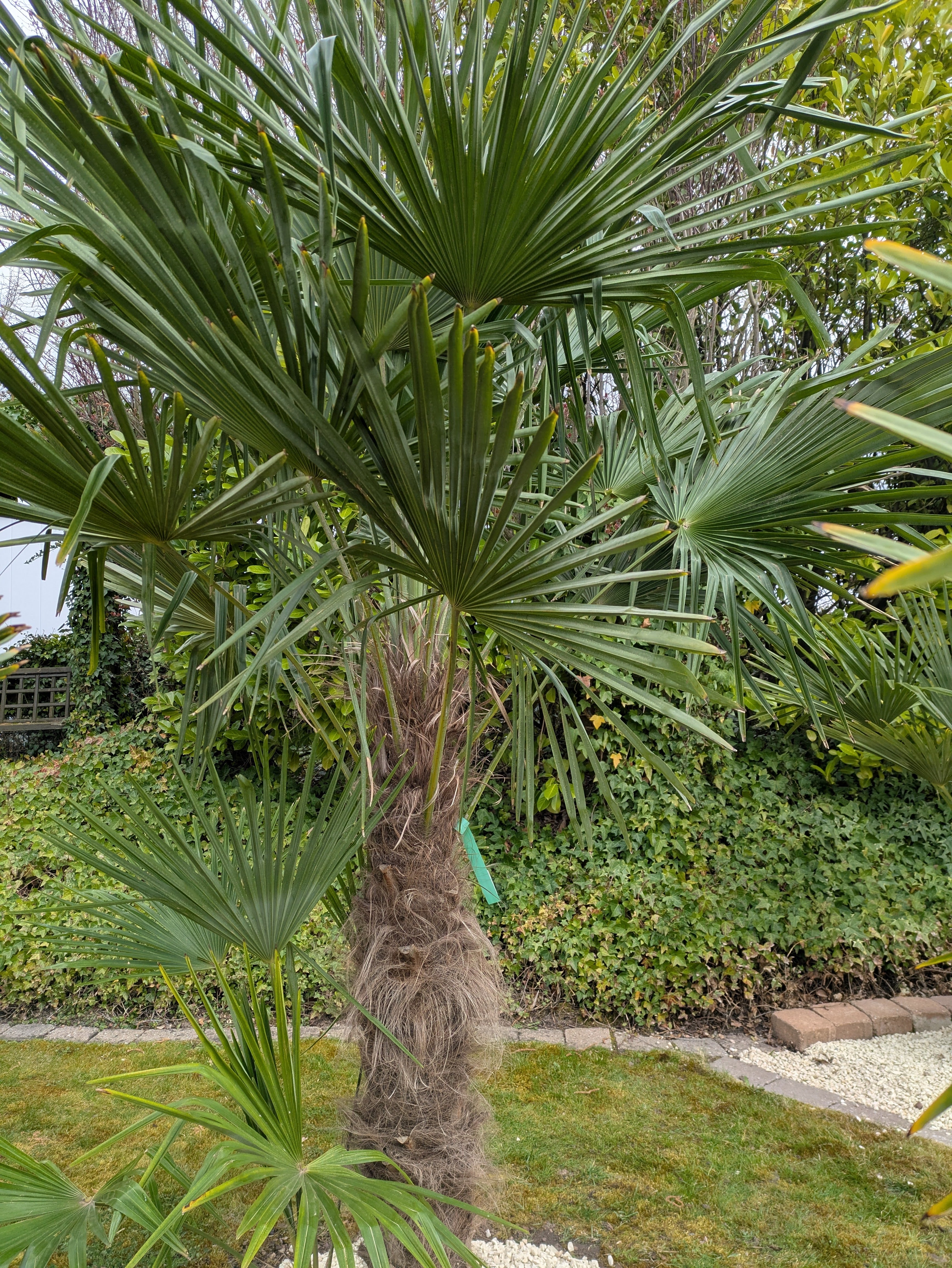 Hanfpalme XL , Trachycarpus fortunei 270cm
