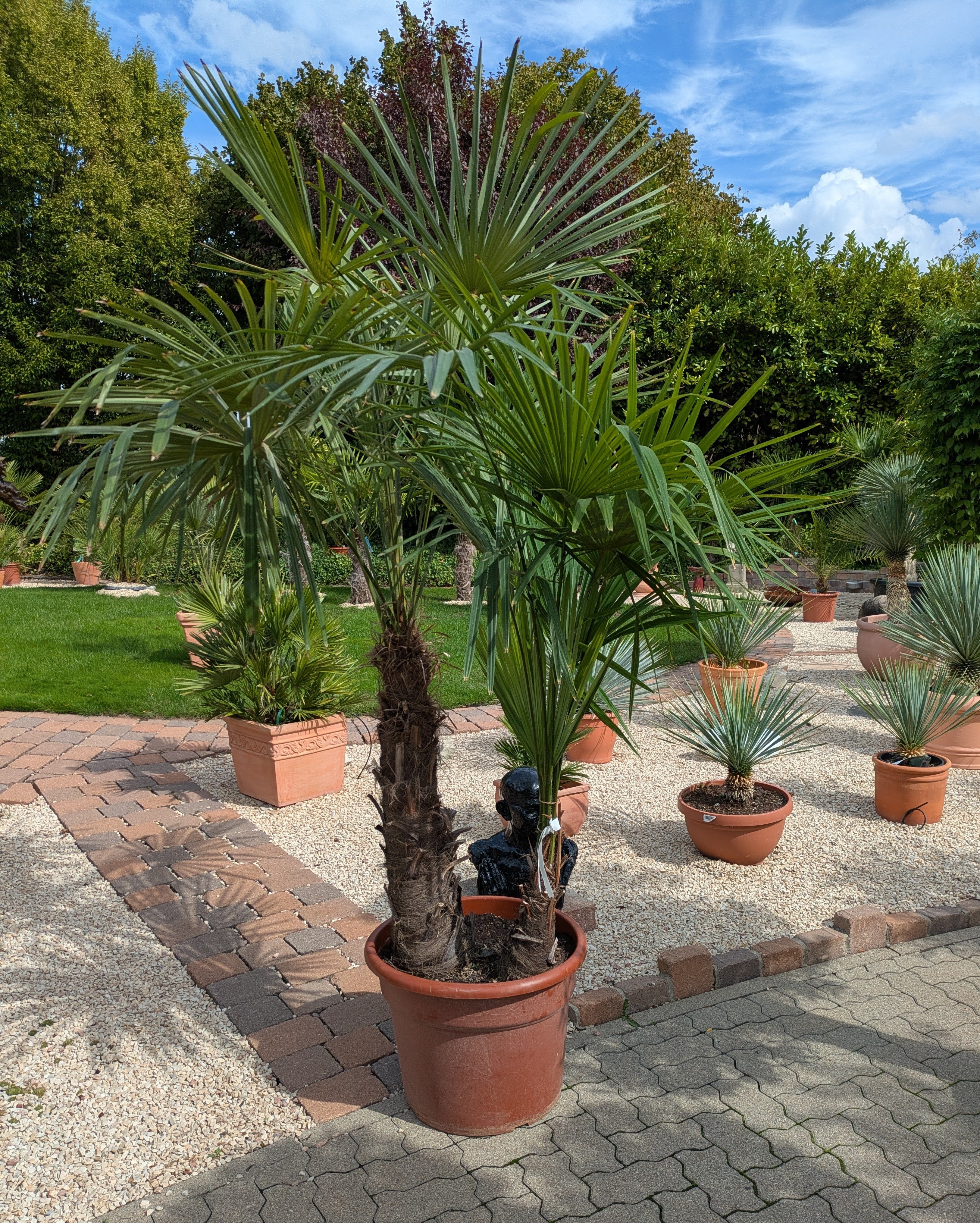 2 stämmige Hanfpalme 250cm im Schaugarten Lingenfeld