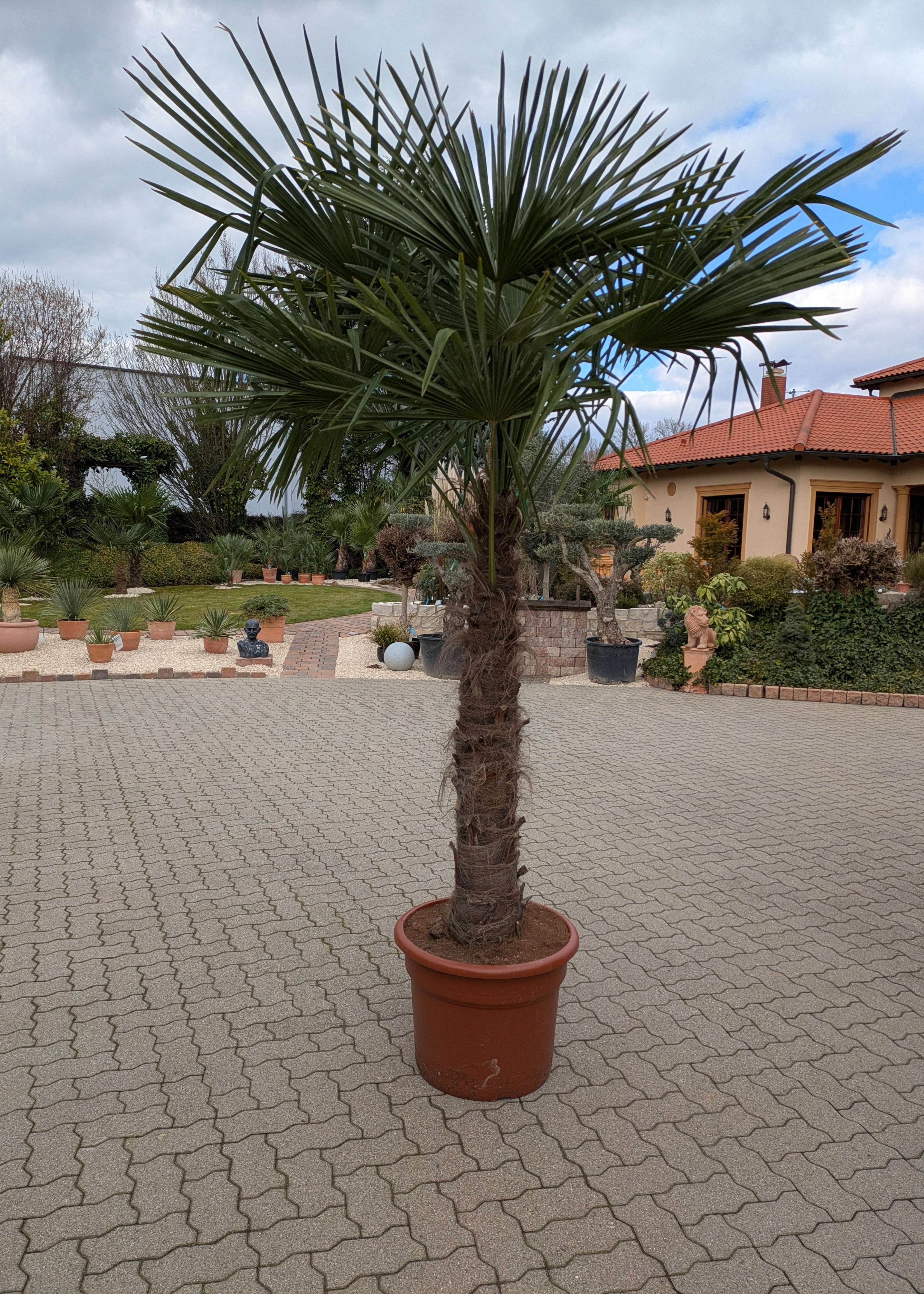 Hanfpalme XL , Trachycarpus fortunei 330cm