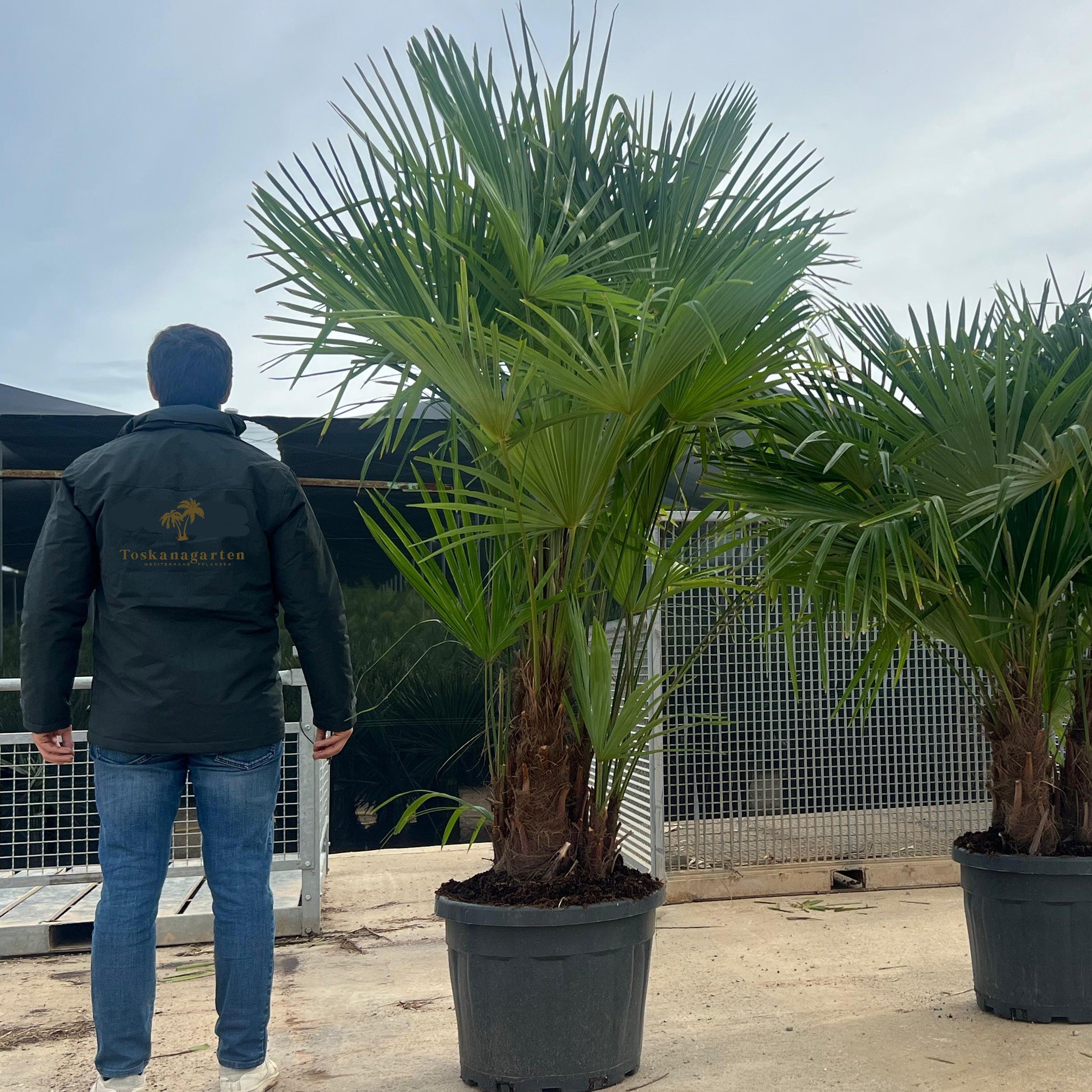 Hanfpalme 3er Stamm Toskanagarten Lingenfeld