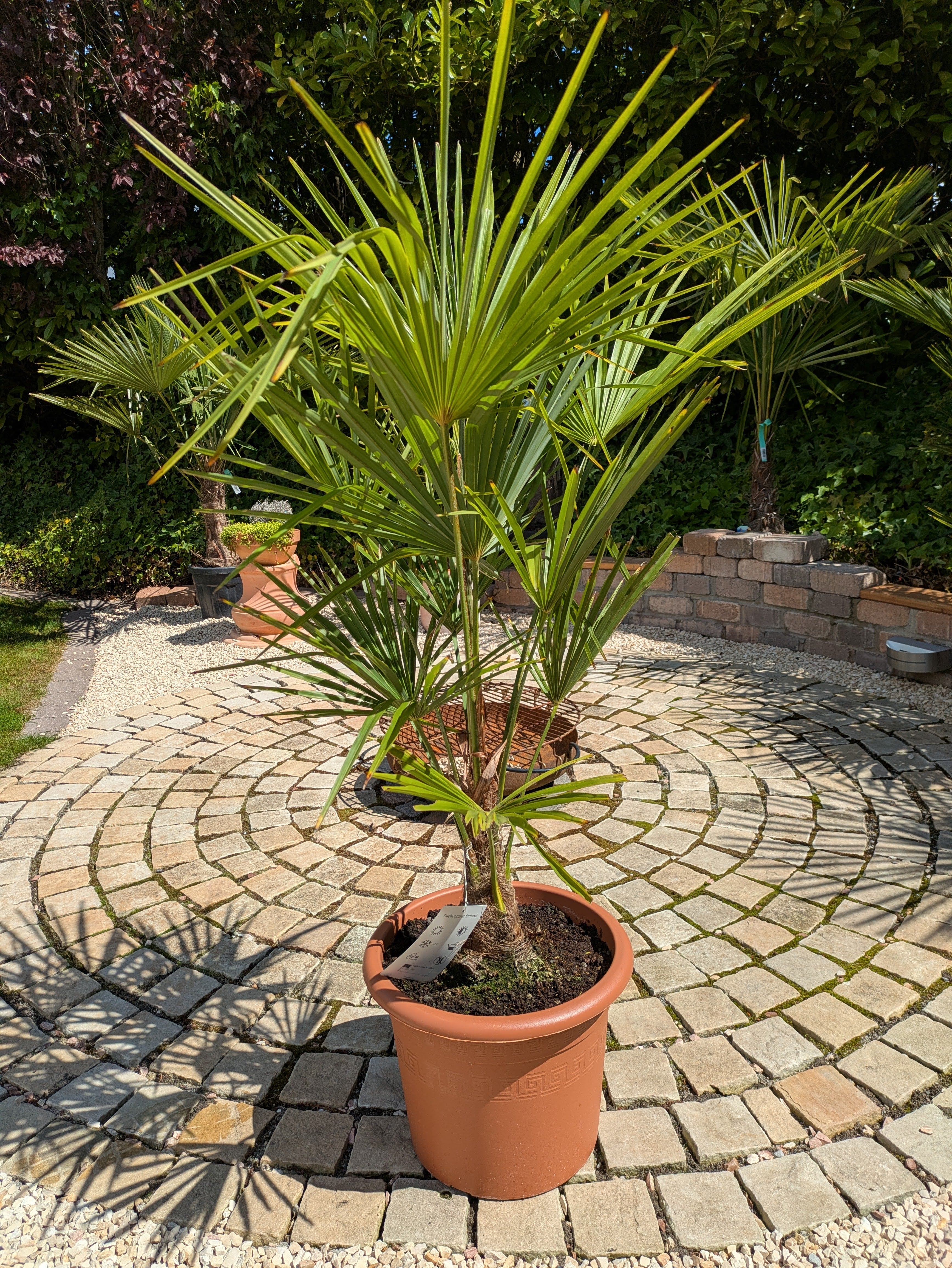 Hanfpalme 130cm höhe im Toskanagarten Lingenfeld Schaugarten