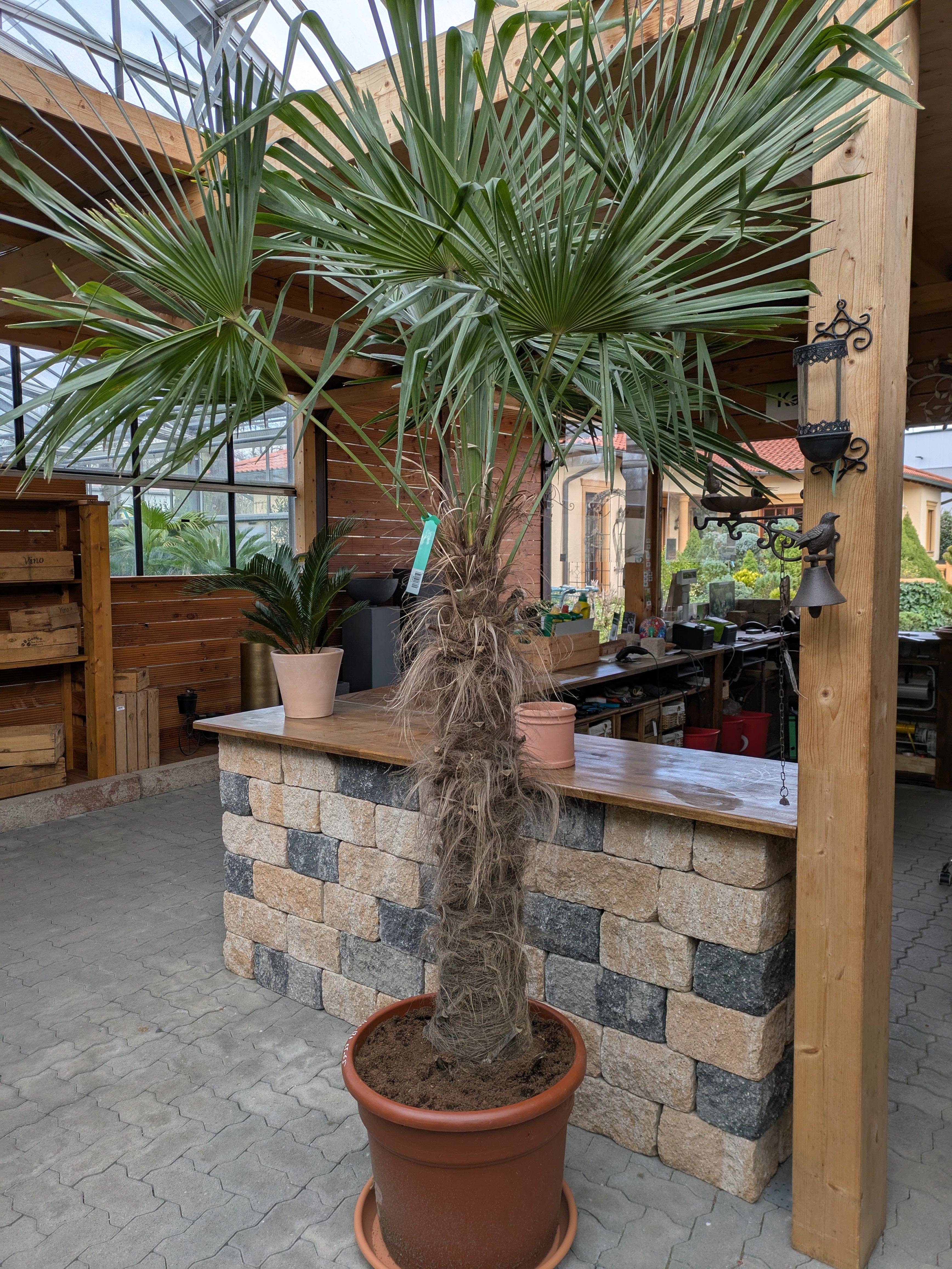 Hanfpalme XL , Trachycarpus fortunei 270cm