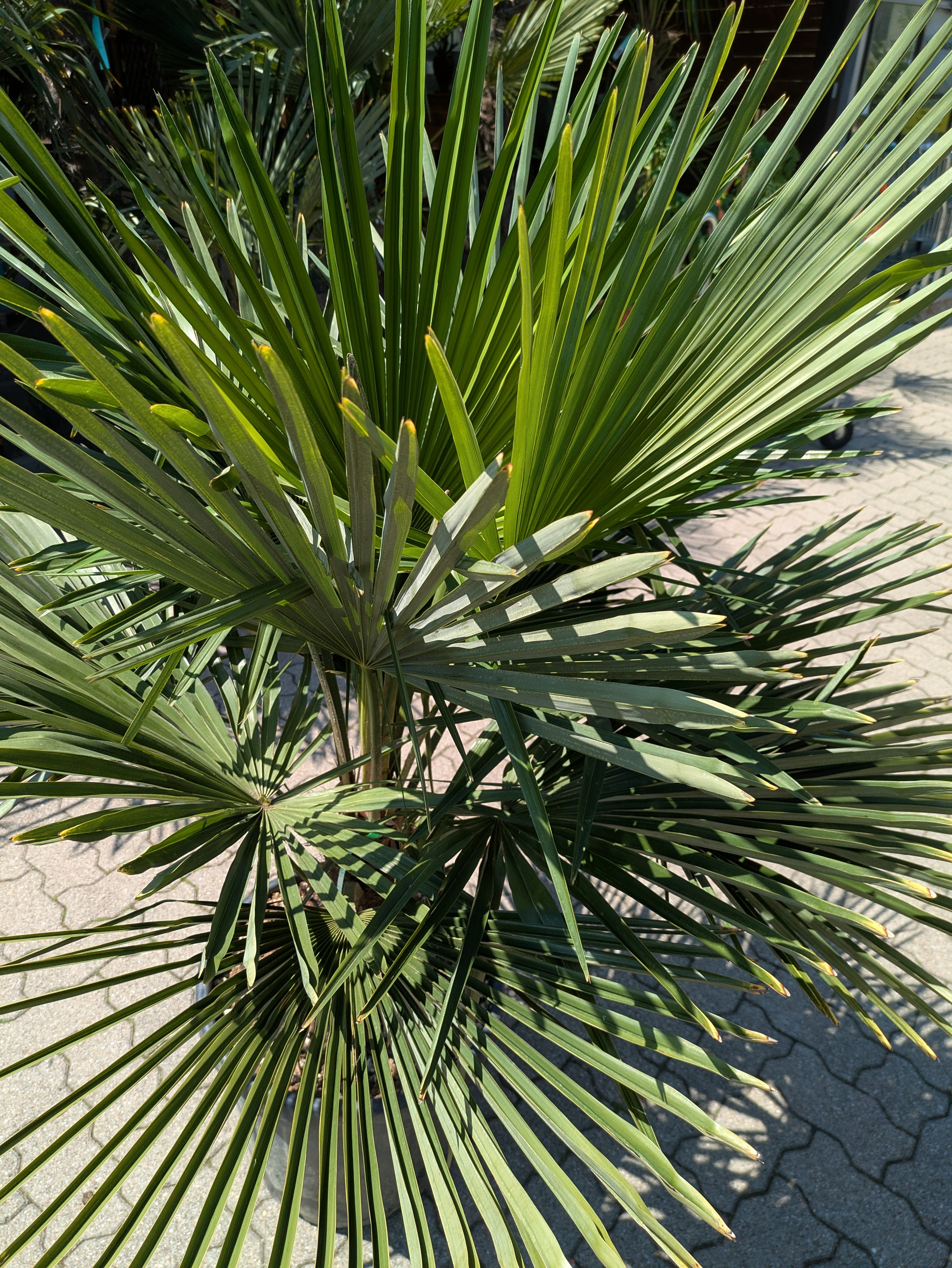 Krone von der Hanpalme Tessin im Toskanagarten