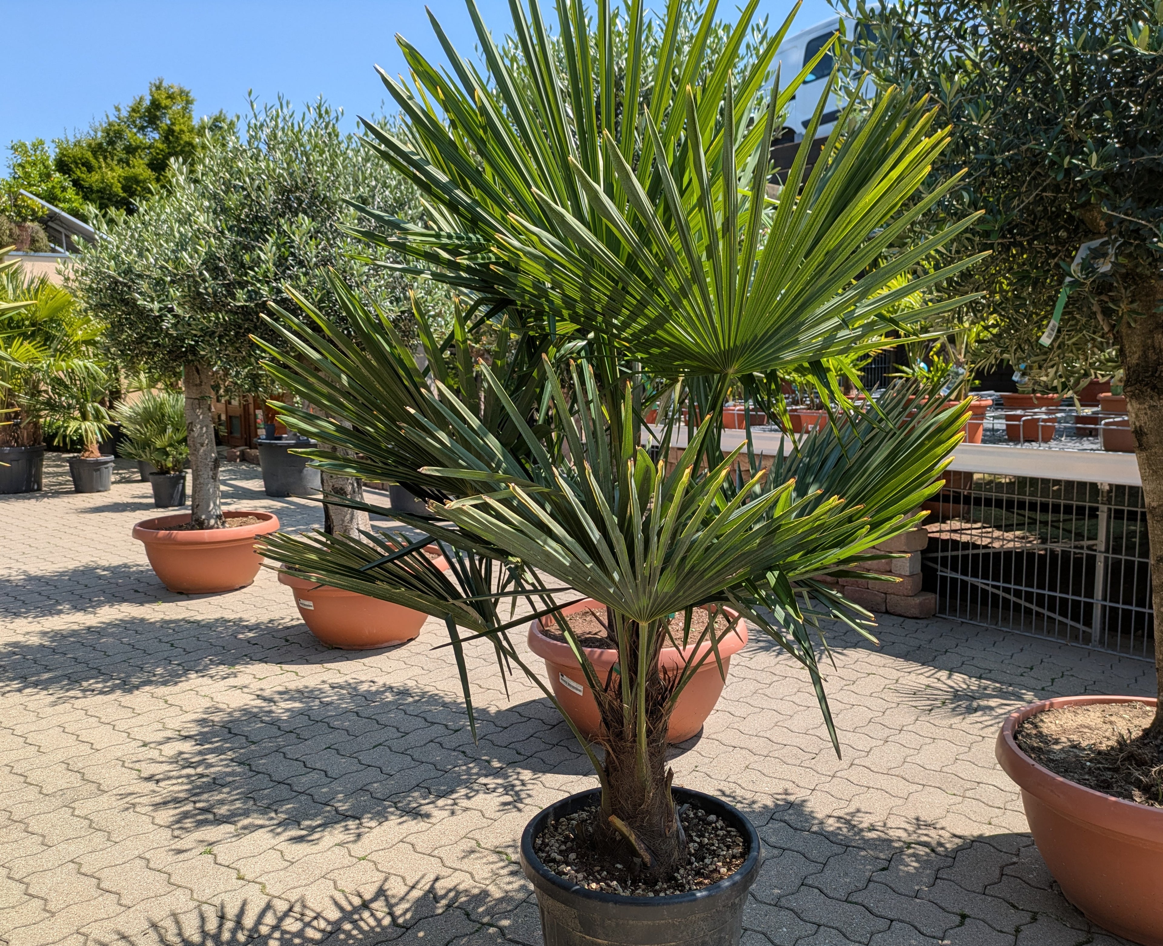 Hanpalme Tessin im Toskanagarten Lingenfeld