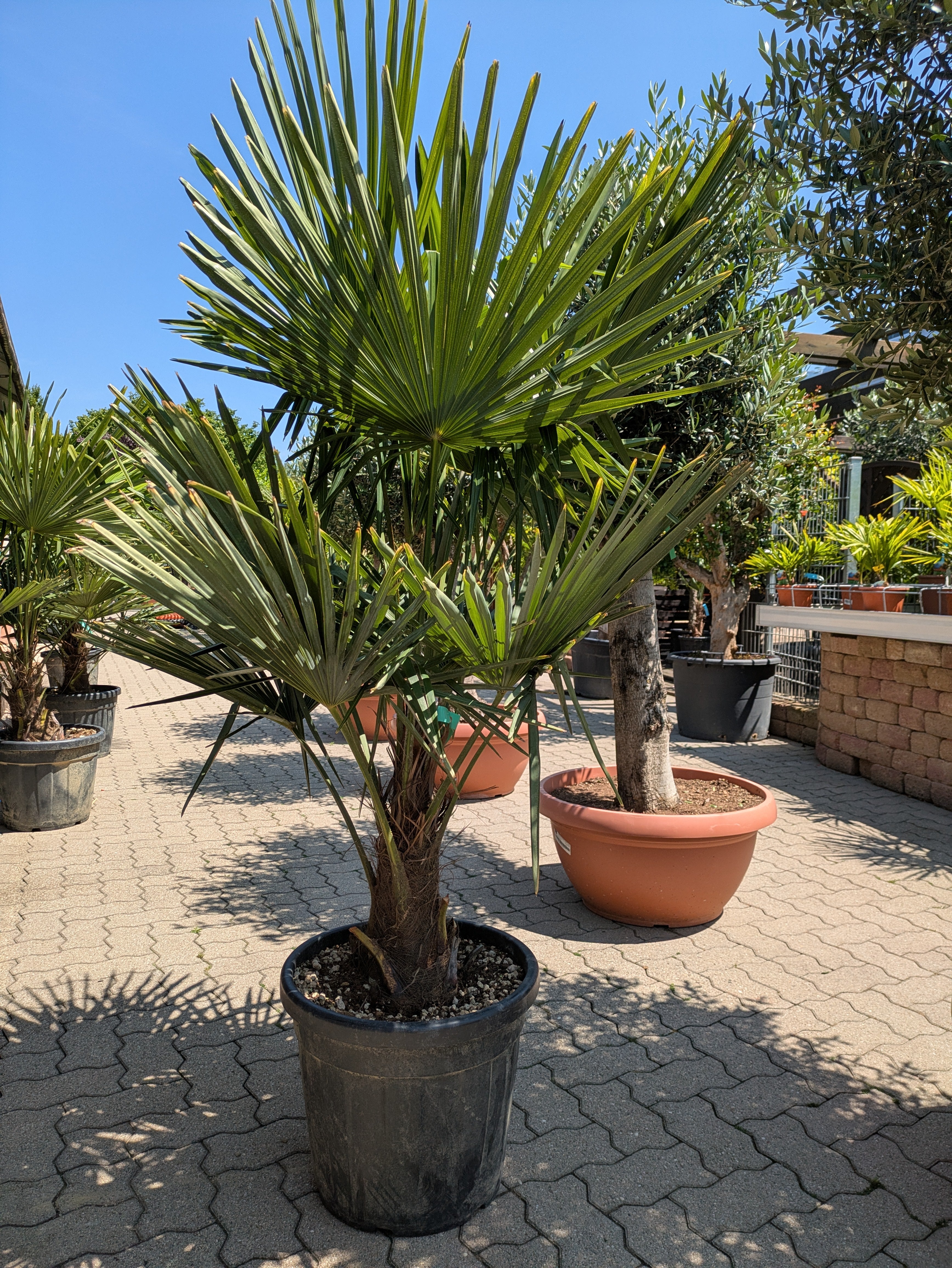 Hanpalme Tessin im Toskanagarten Pfalz