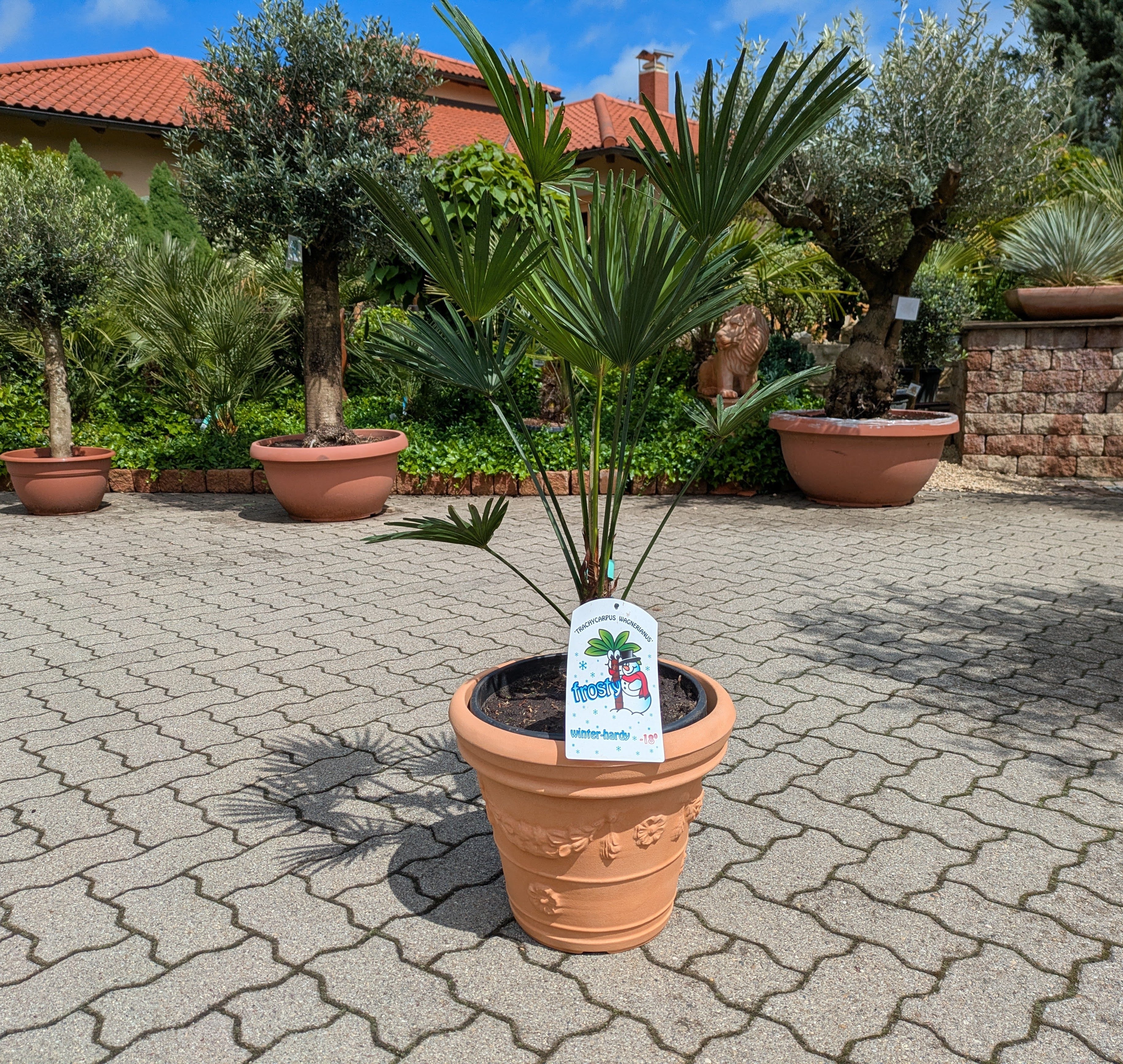 Trachycarpus wagnerianus 120cm