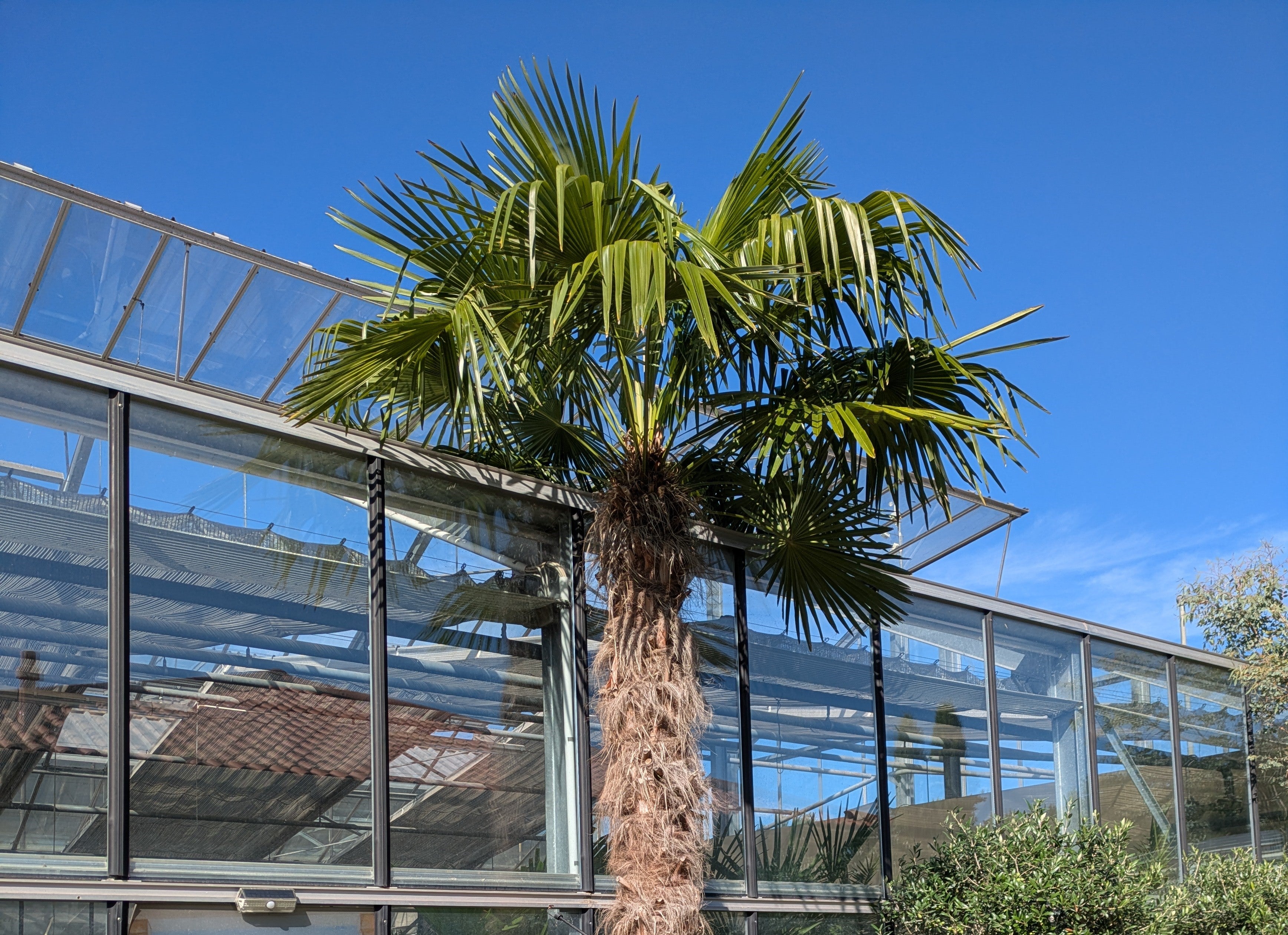 Krone der Hanfpalme 500cm hoch im Toskanagarten