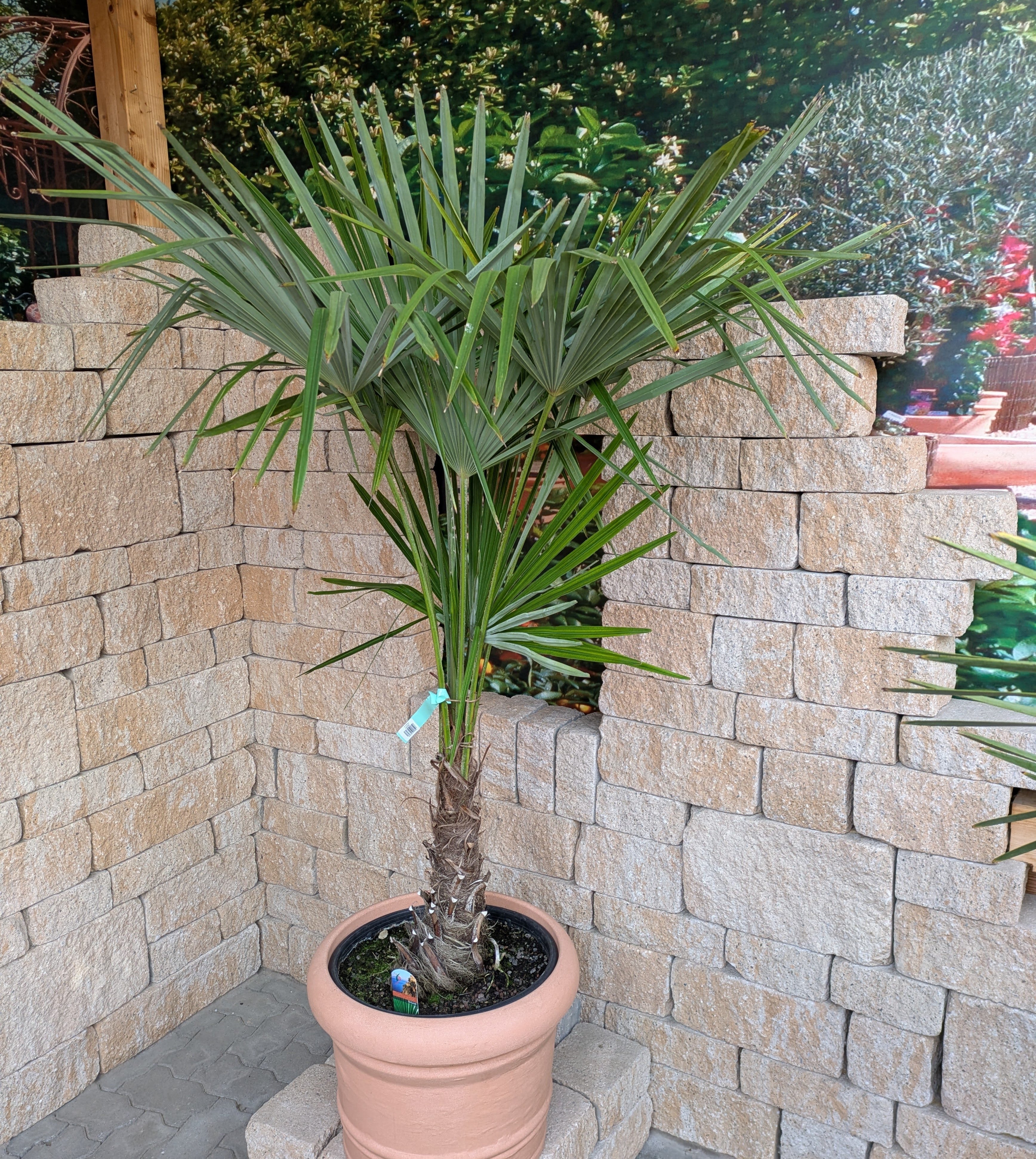 Trachycarpus 190cm