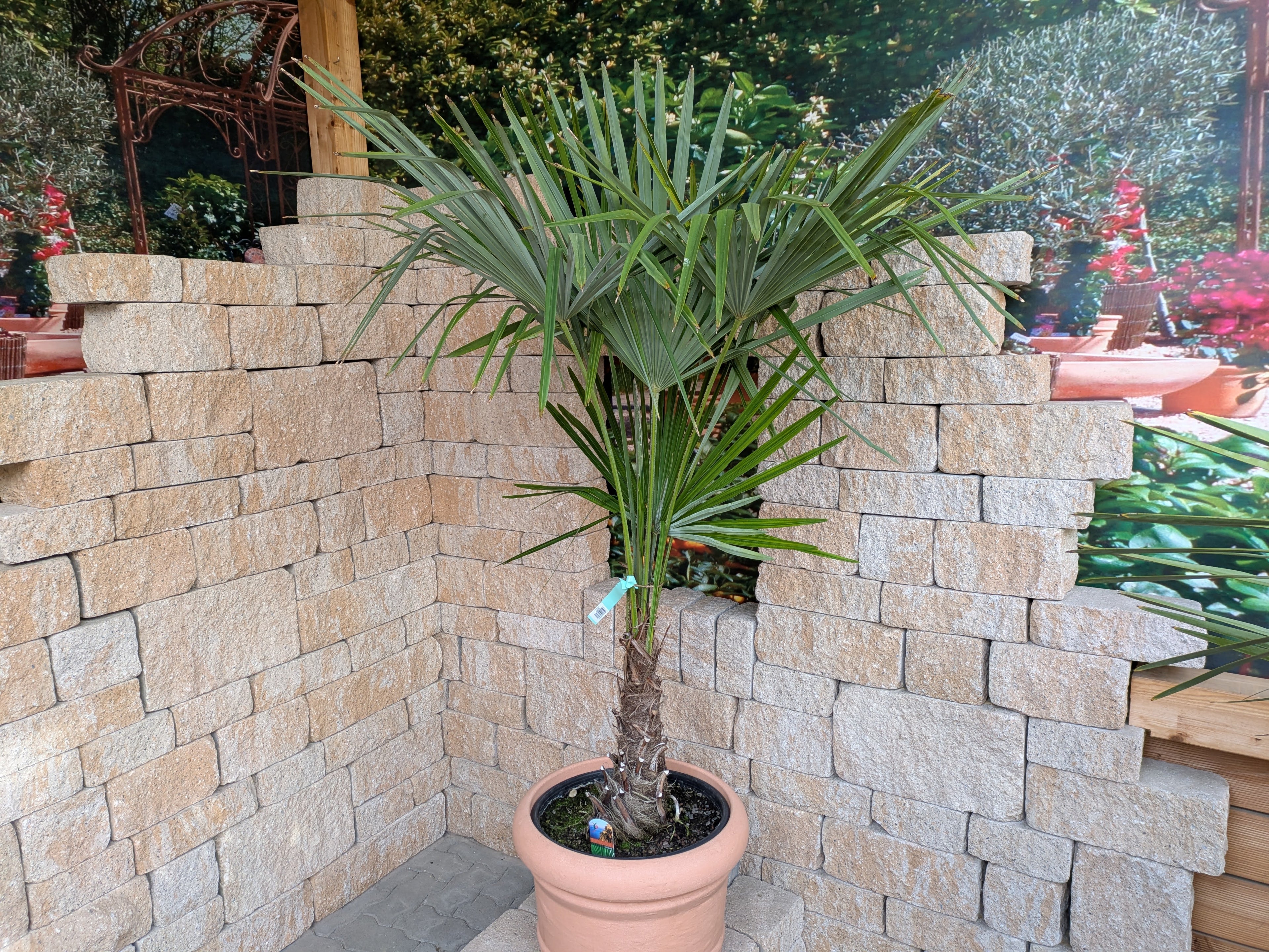 Trachycarpus fortunei 190cm