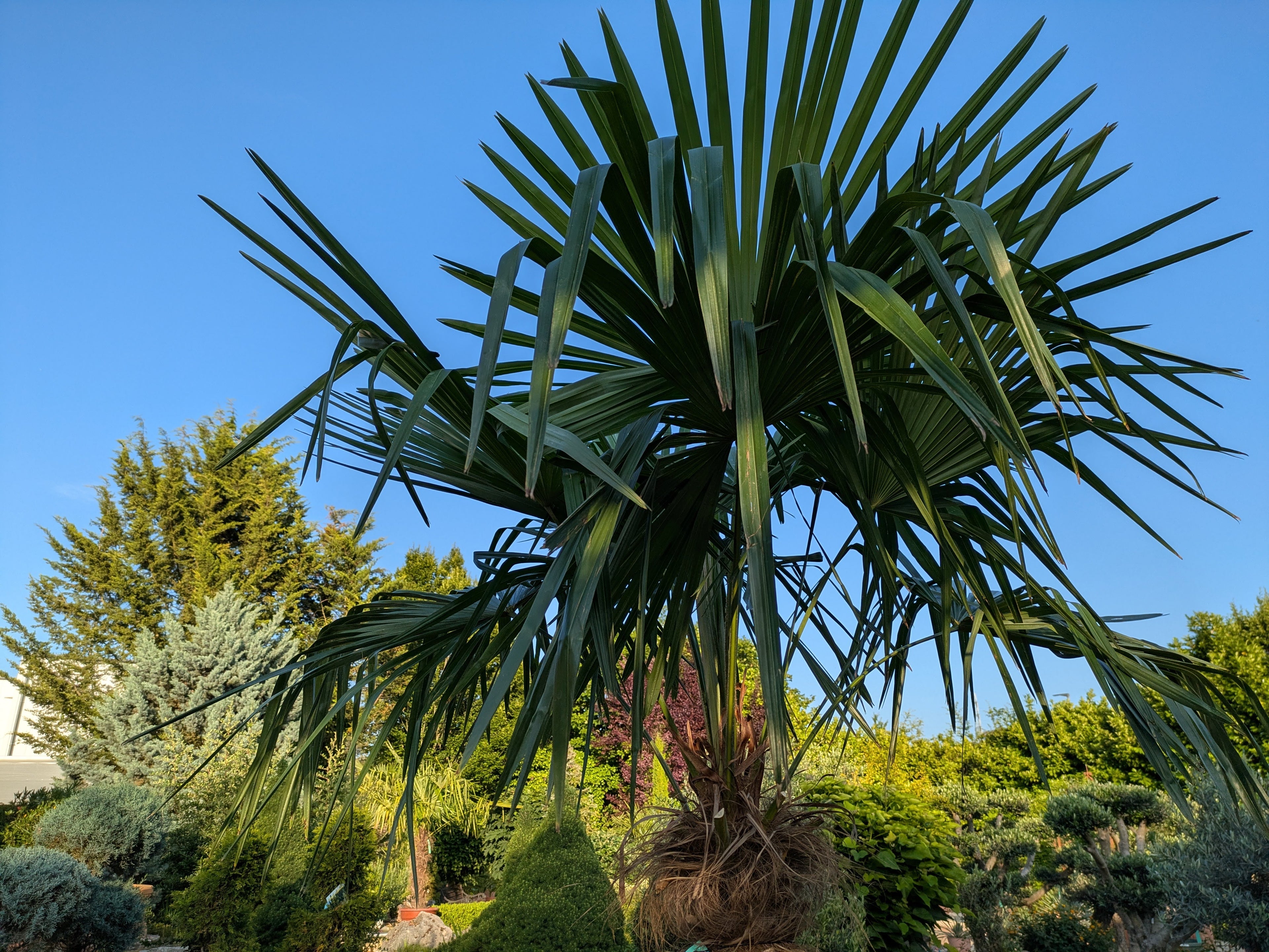 Krone der Palme di canapa im Toskanagarten Ligenfeld