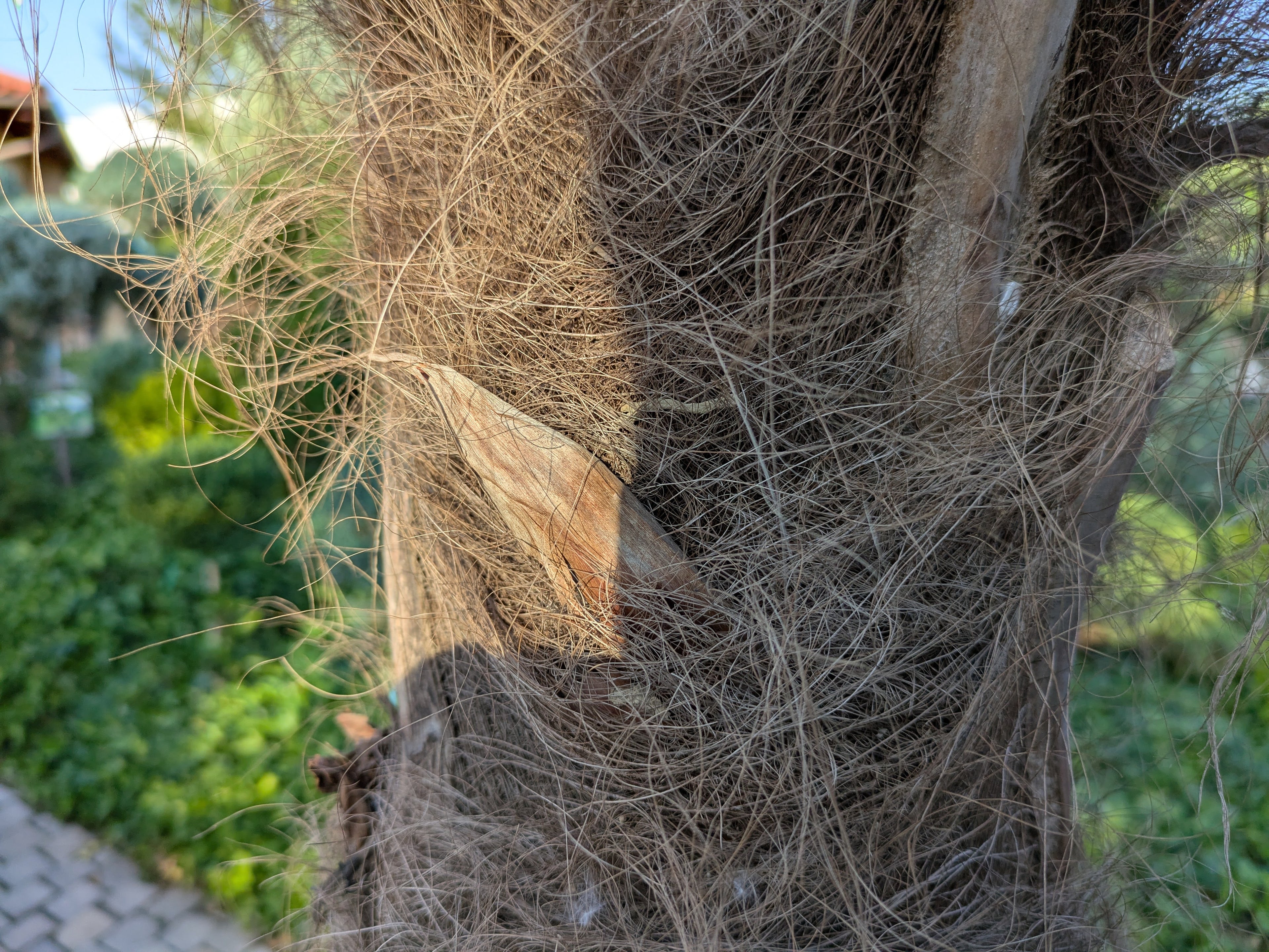 Palma di canapa im Toskanagarten Ligenfeld Stamm der Palme