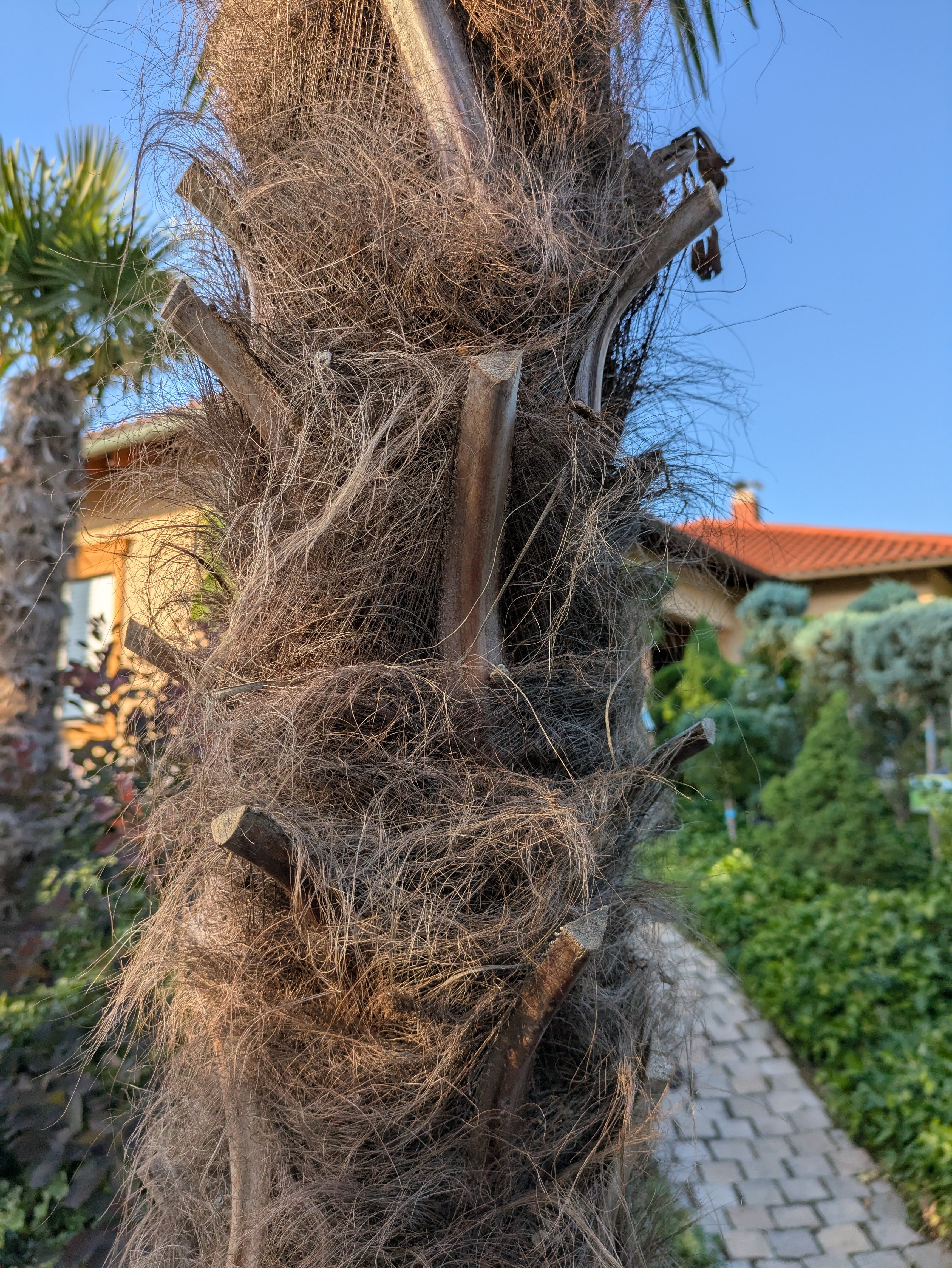 Stamm der Palme di canapa im Toskanagarten Ligenfeld