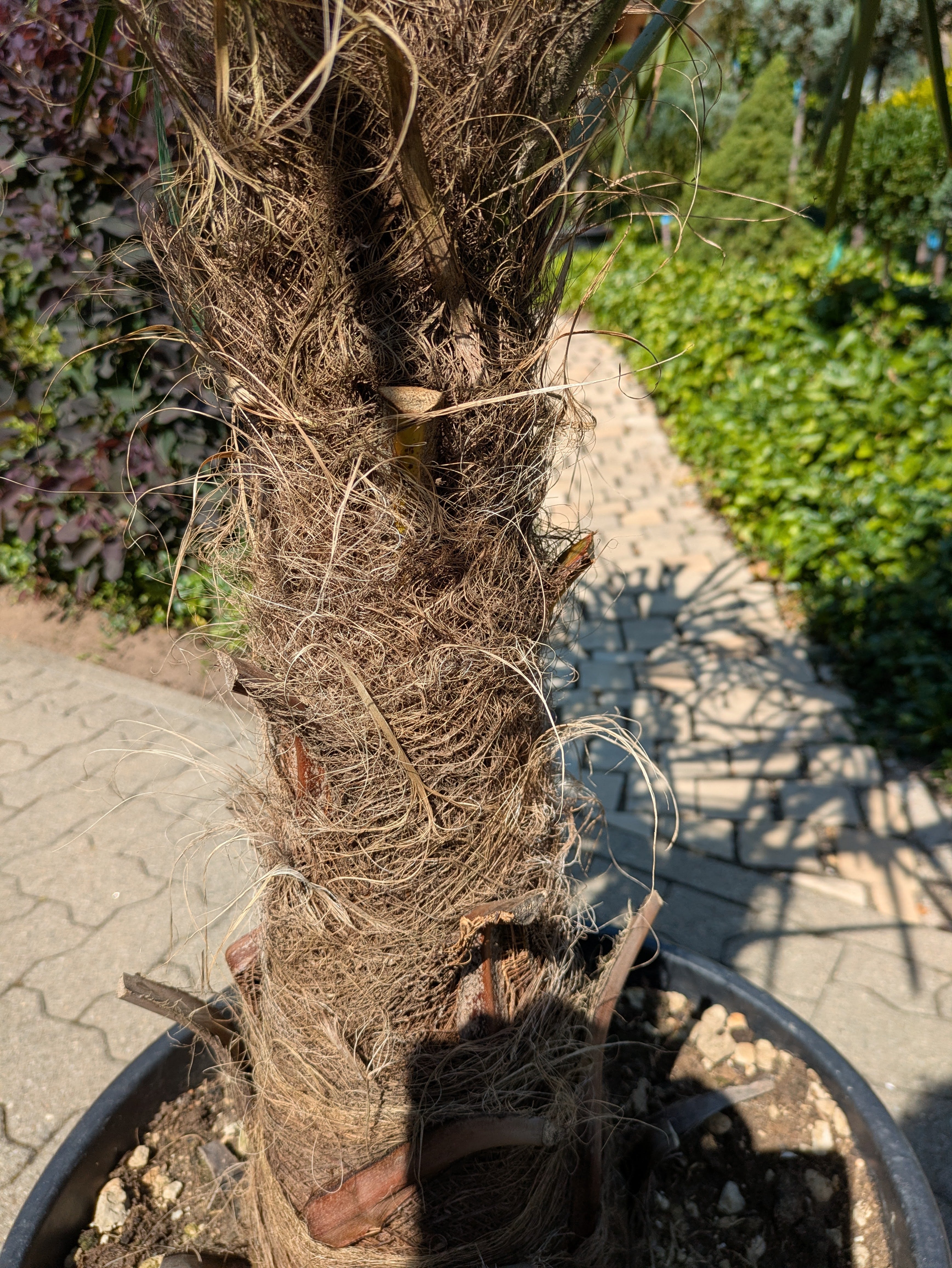 Stamm von der Hanfpalme Tronco medio im Toskanagarten