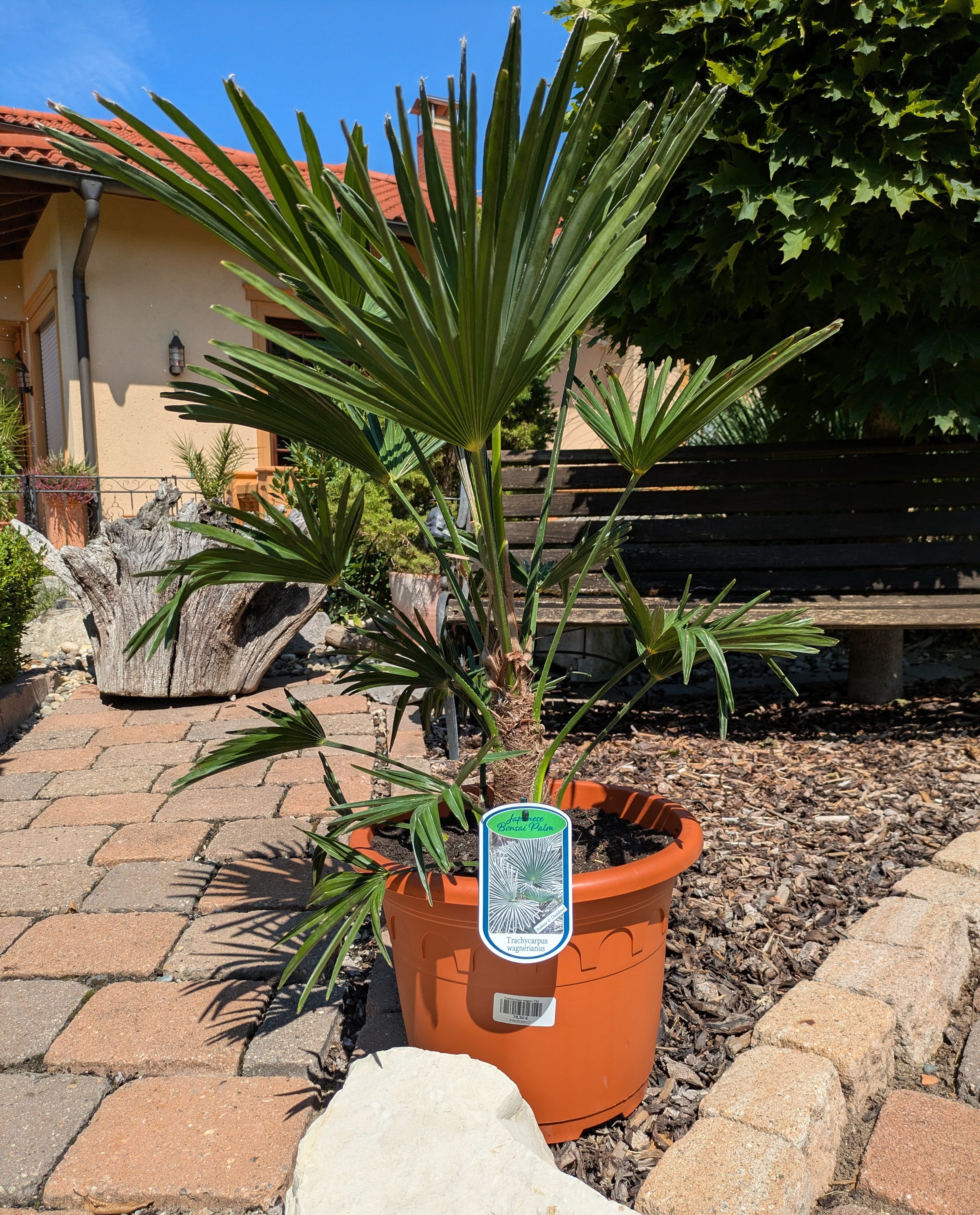 Wagners Hanfpalme 100cm