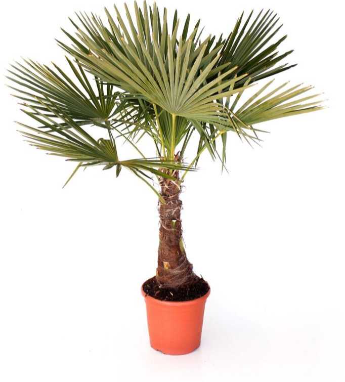 Palmen-Set 1x Hanfpalme 140cm, 1x Dattelpalme100cm, 1xChamaerops 90cm