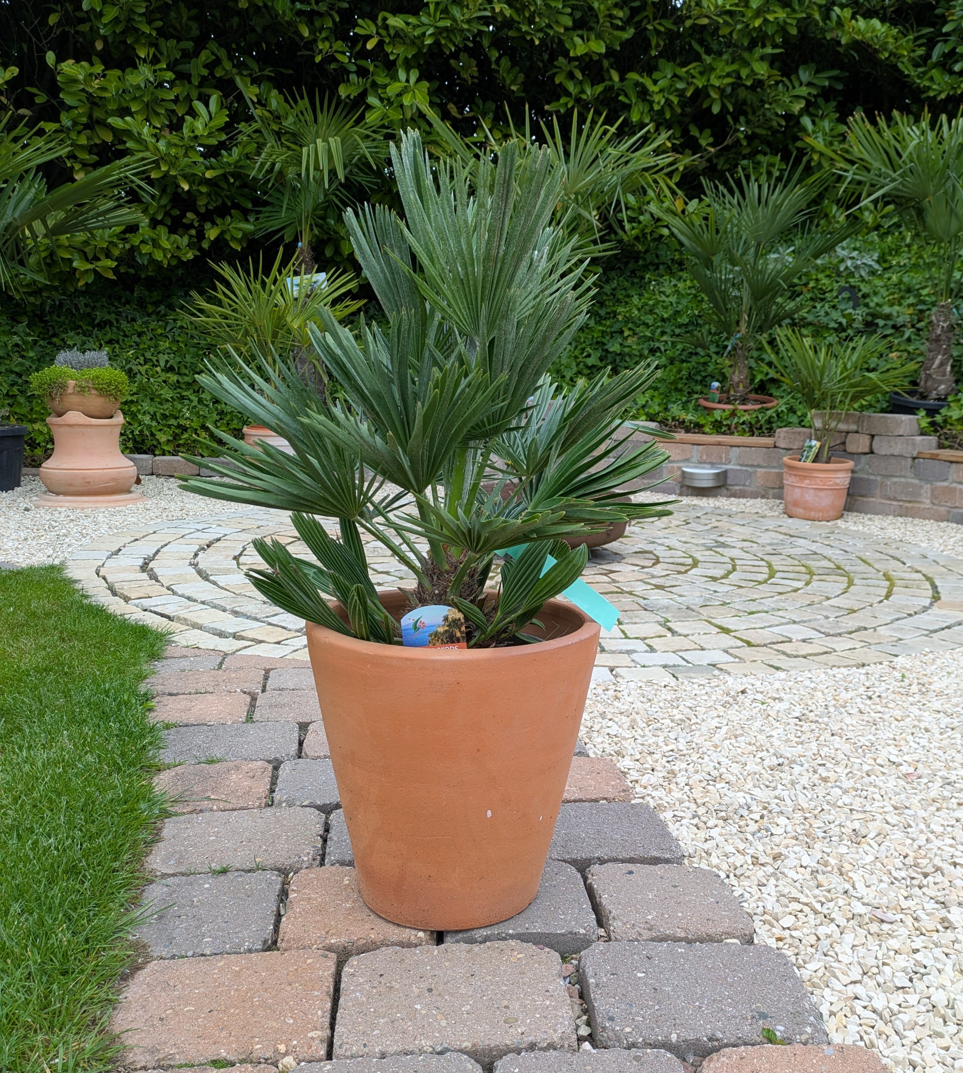 Vulcano Italy Chamaerops 60cm Höhe