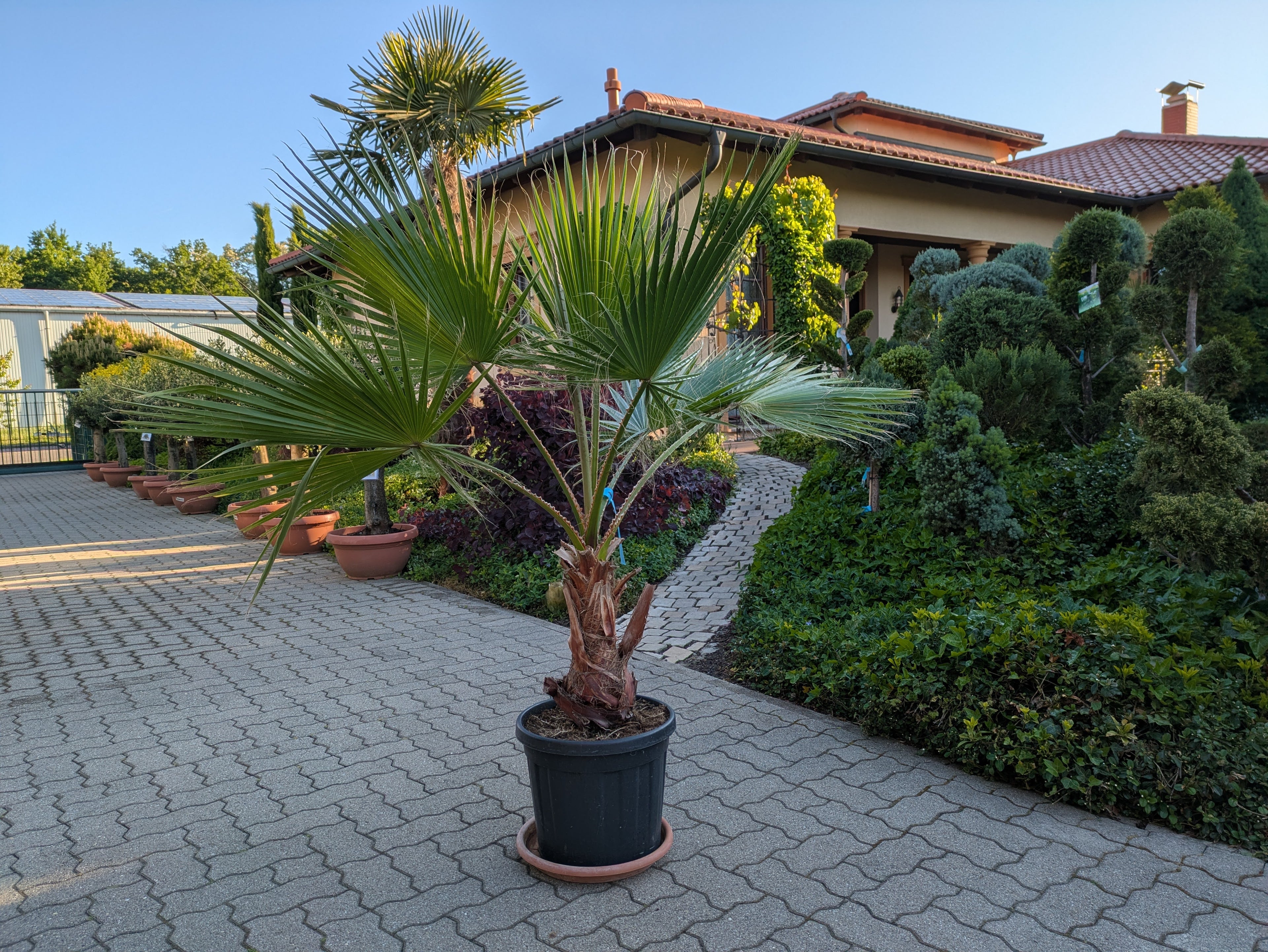 Pettycoatpalme Washingtonia 180cm Höhe