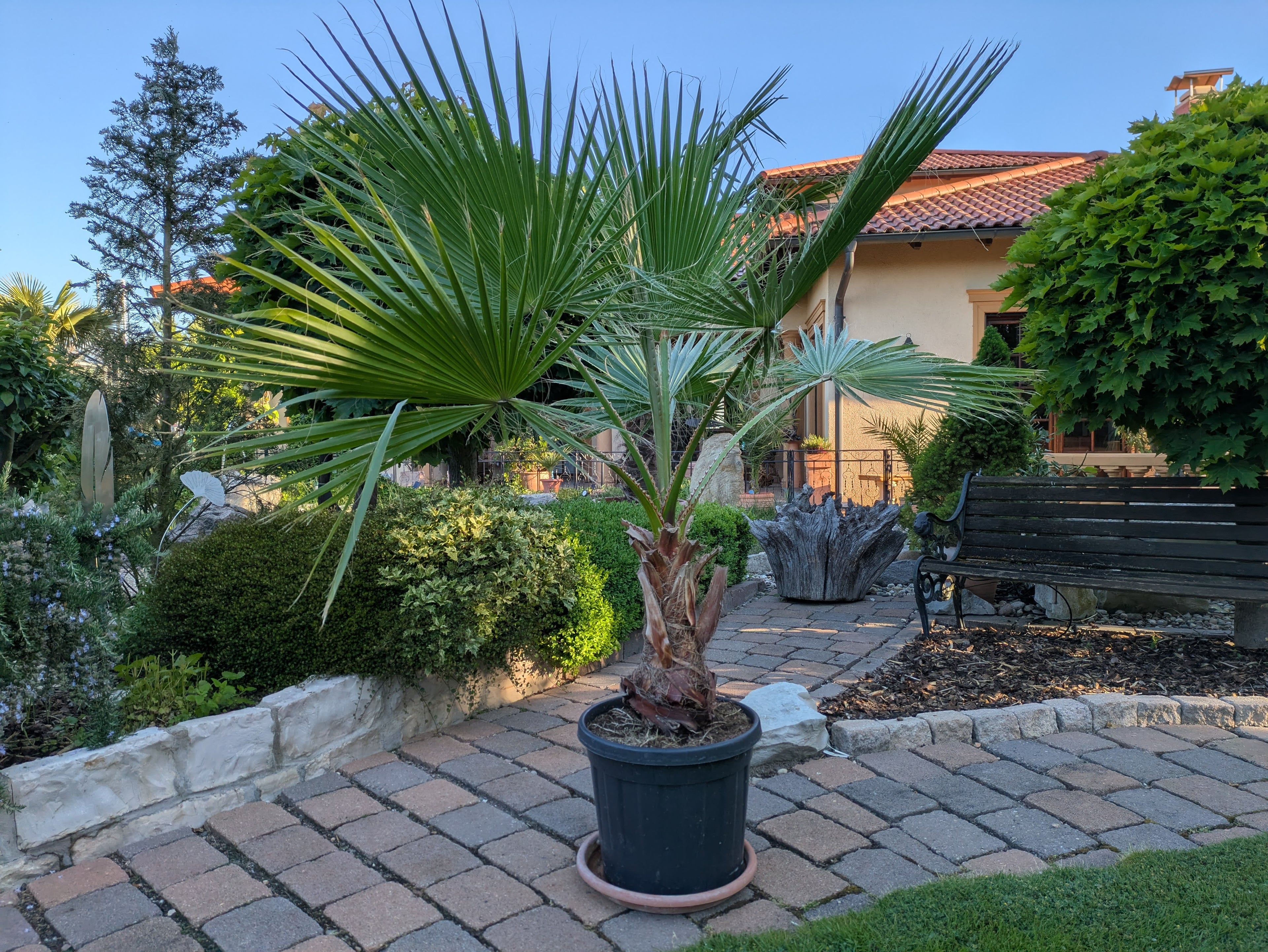 Pettycoatpalme Washingtonia 180cm Höhe im Toskanagarten