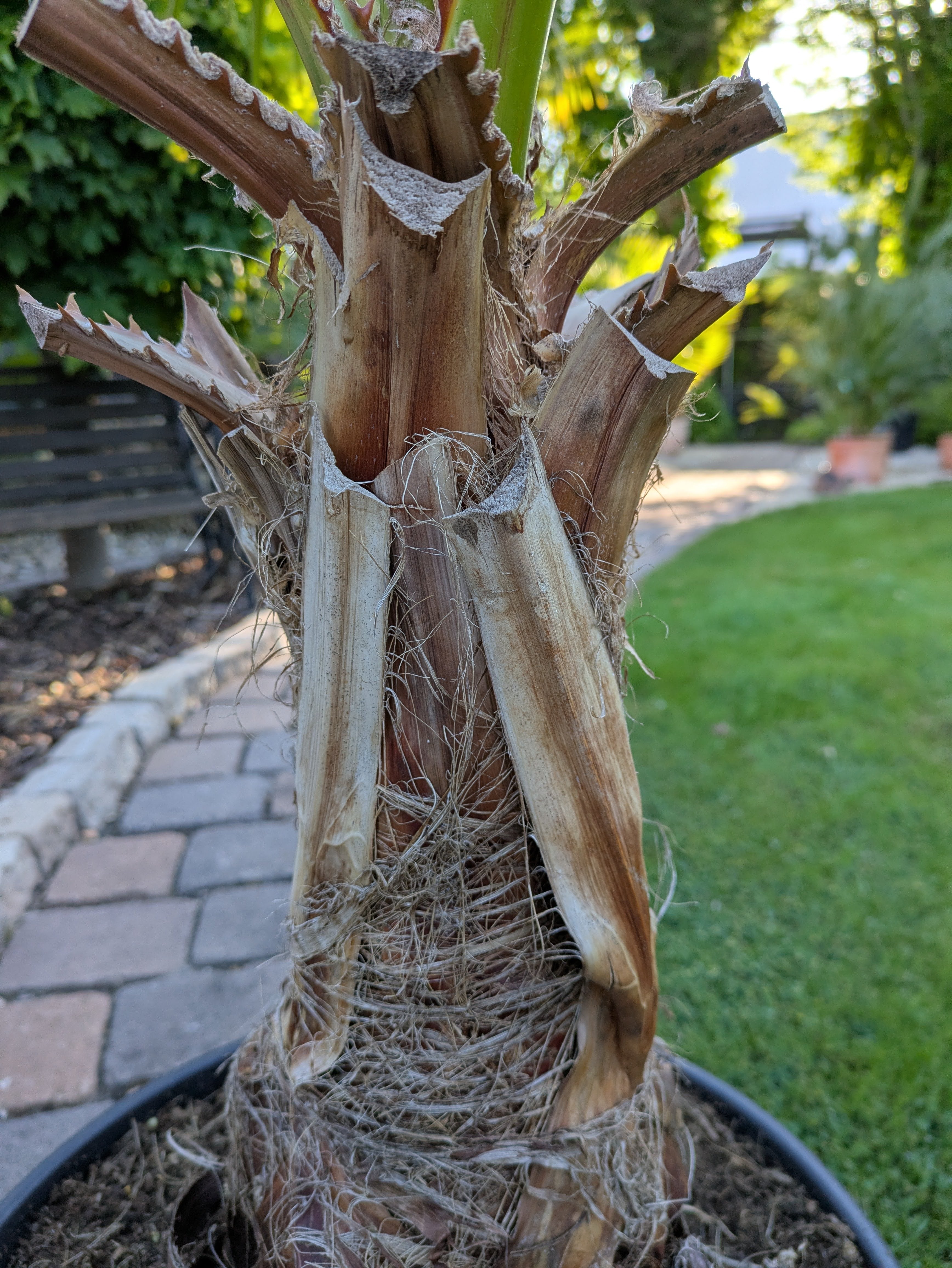 Pettycoatpalme Washingtonia 180cm Höhe Stamm