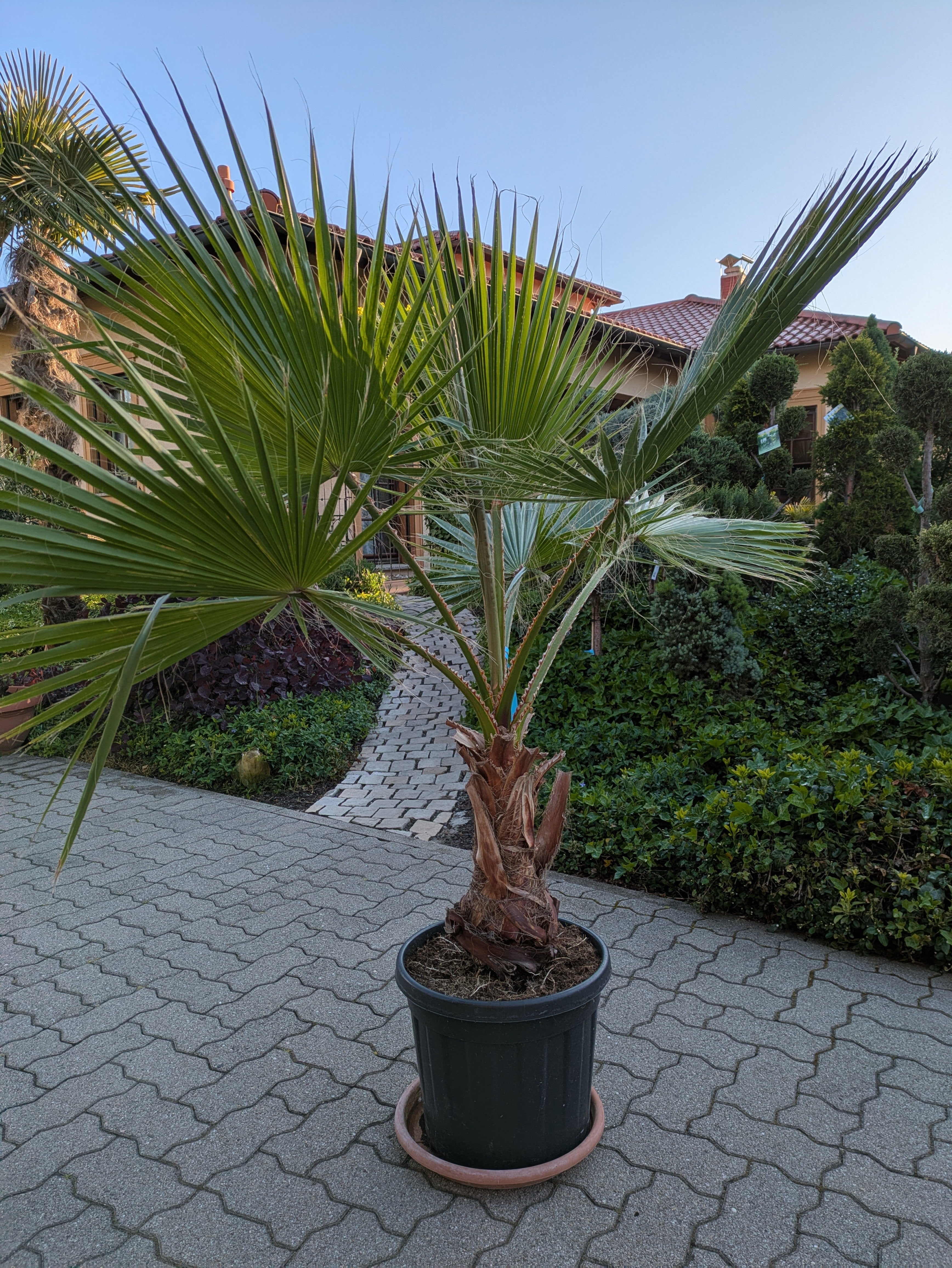 Washingtonia robusta 165cm