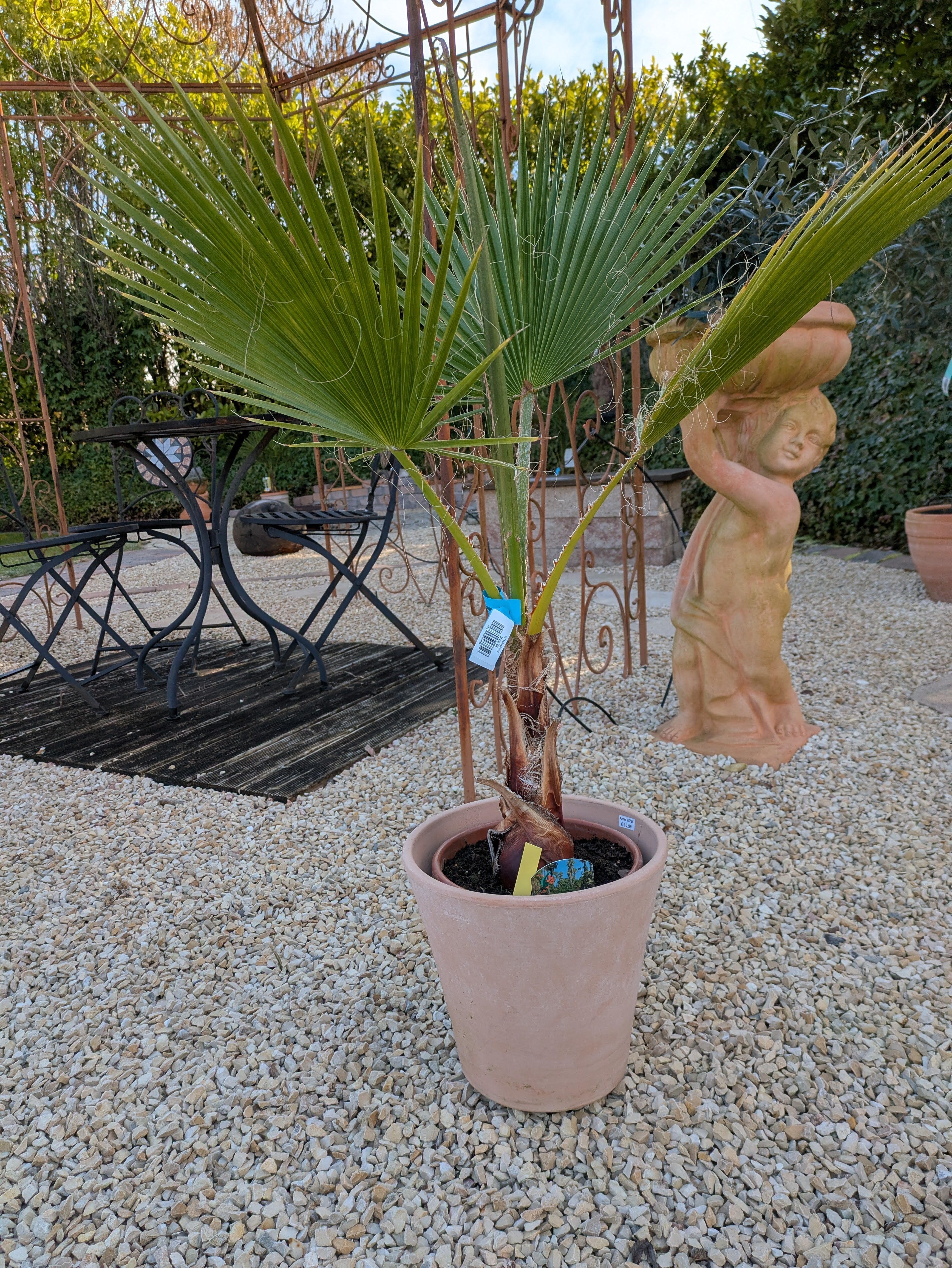 Washingtonia, Gartenpalme