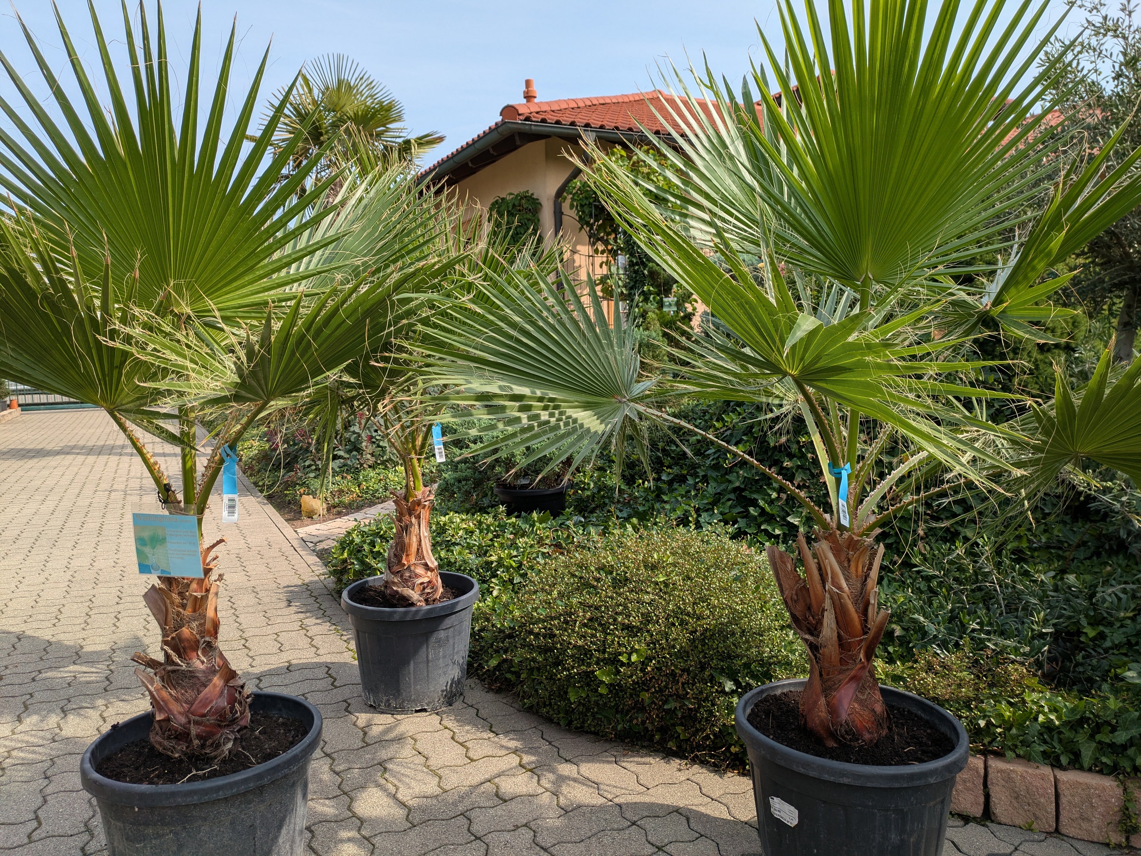 Washingtonia Palmen 185cm