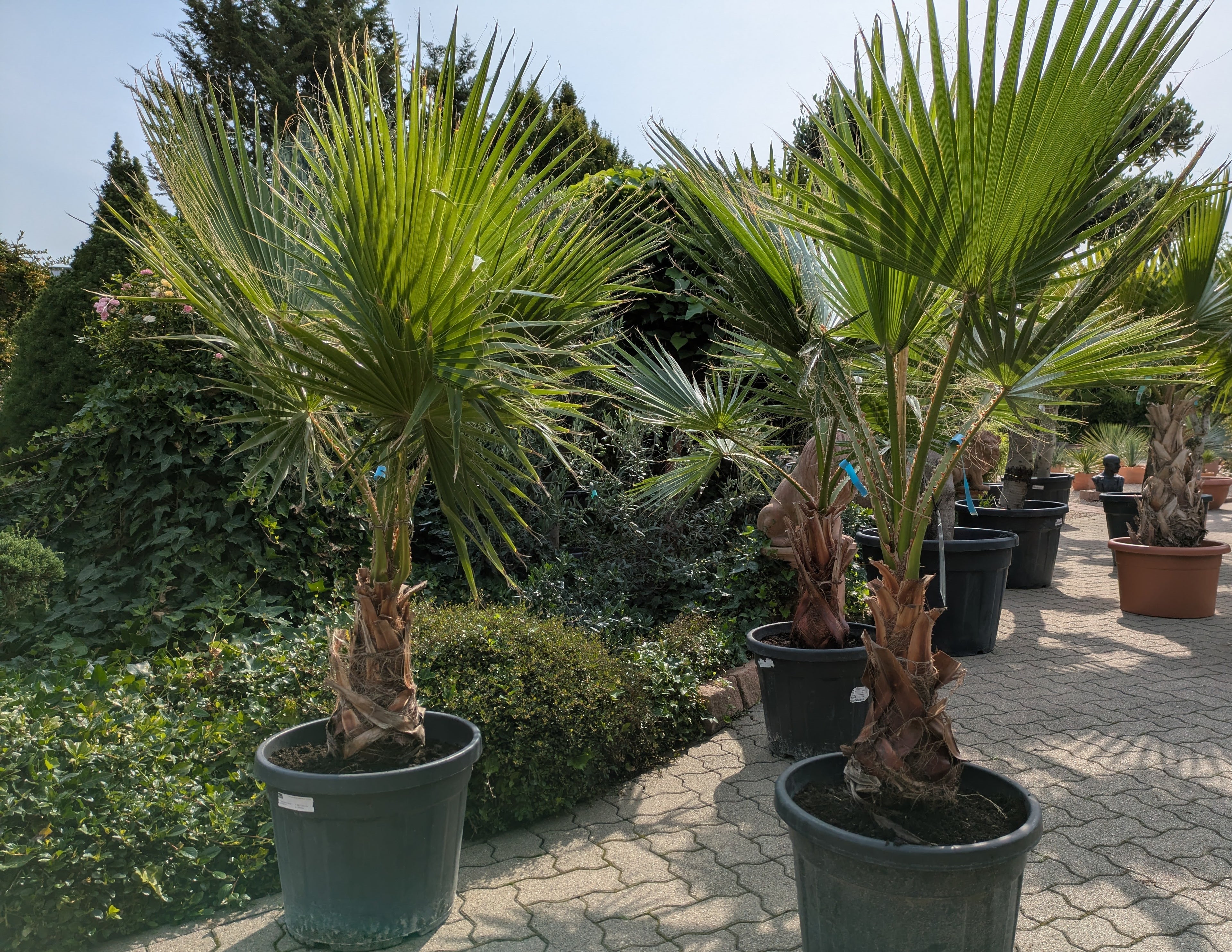 Washingtonia Fächerpalmen 185cm