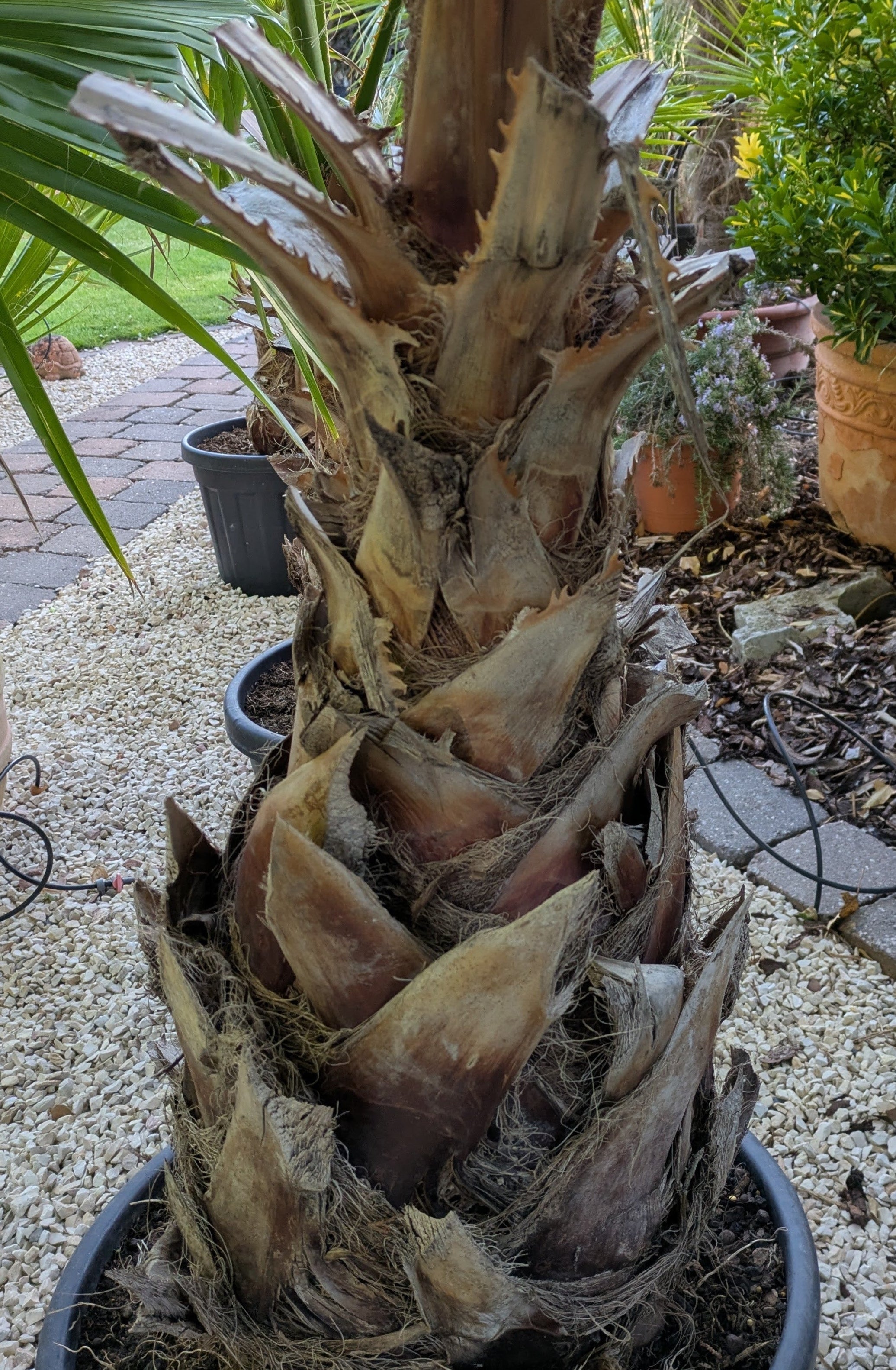 Stamm Washingtonia XXL