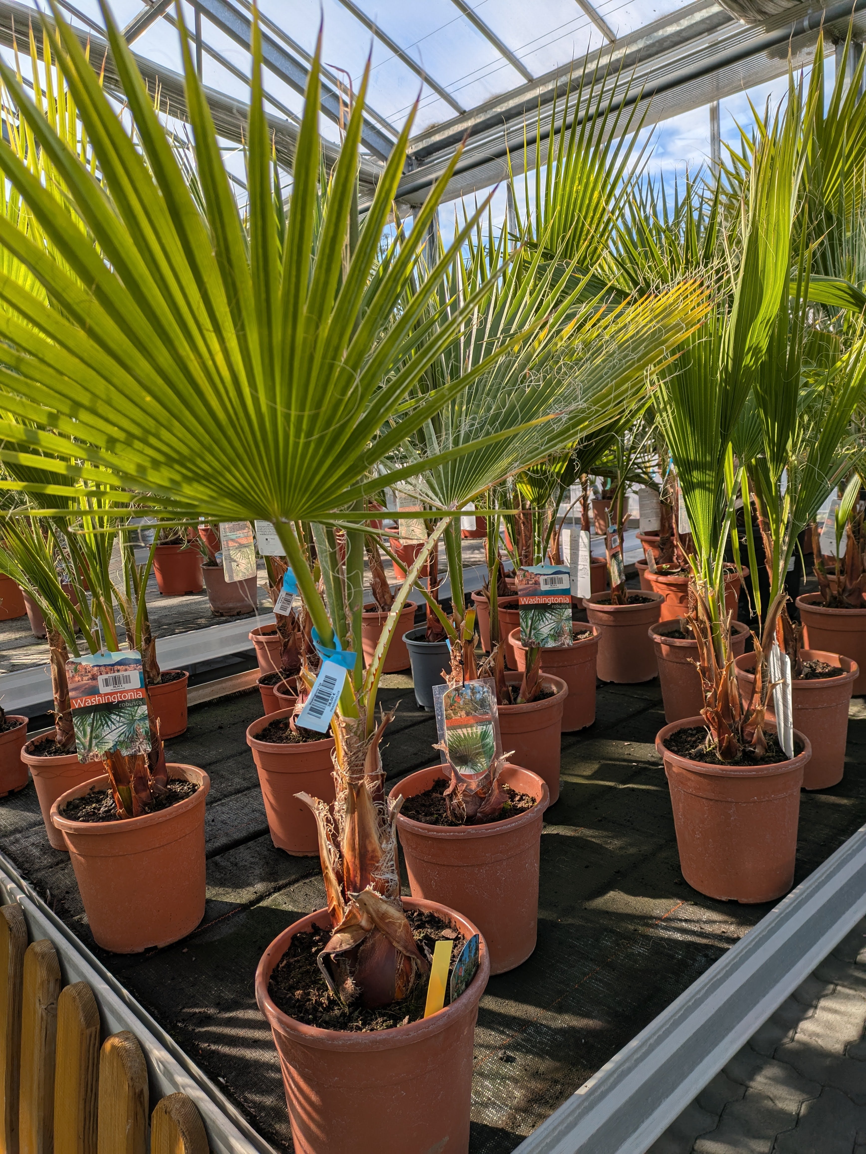 Washingtonia, Gartenpalmen 110cm Höhe